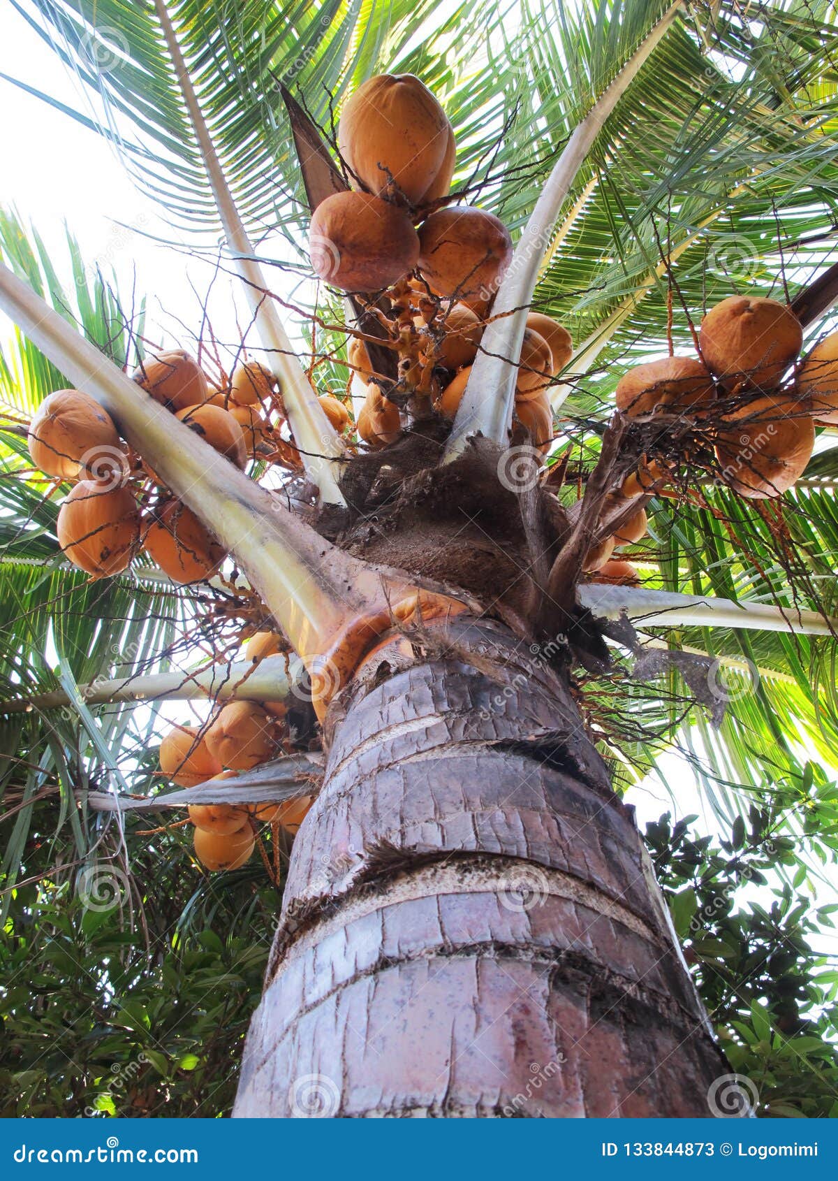 Yellow Palm Coconut Tree Low Angle Shot Stock Image Image Of