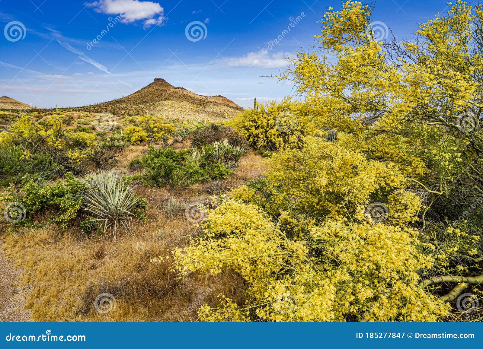 a view of the sonoran desert landscape