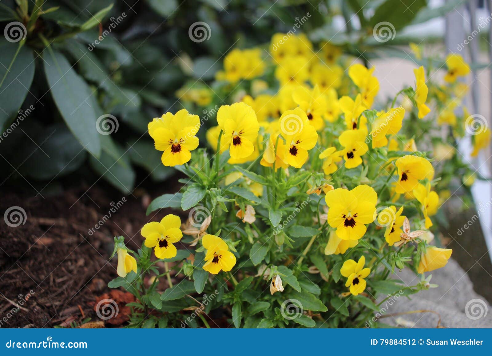 Yellow Pansies stock photo. Image of yellow, pansies 79884512