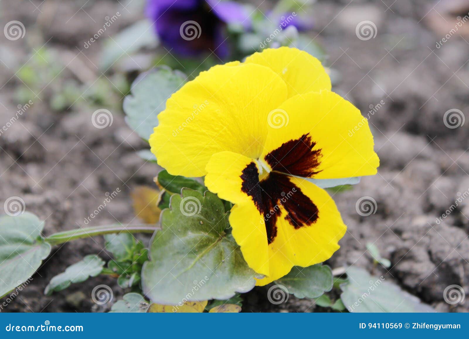 The Yellow pansy closeup stock illustration. Illustration of isolated