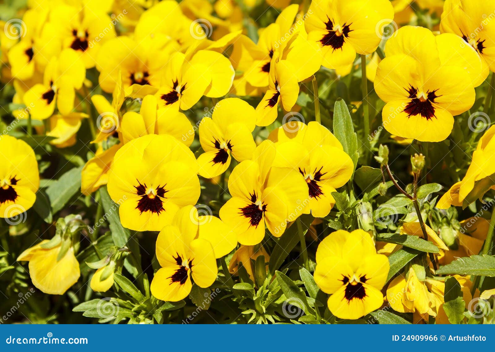 Yellow pansy flowers stock photo. Image of decoration 24909966