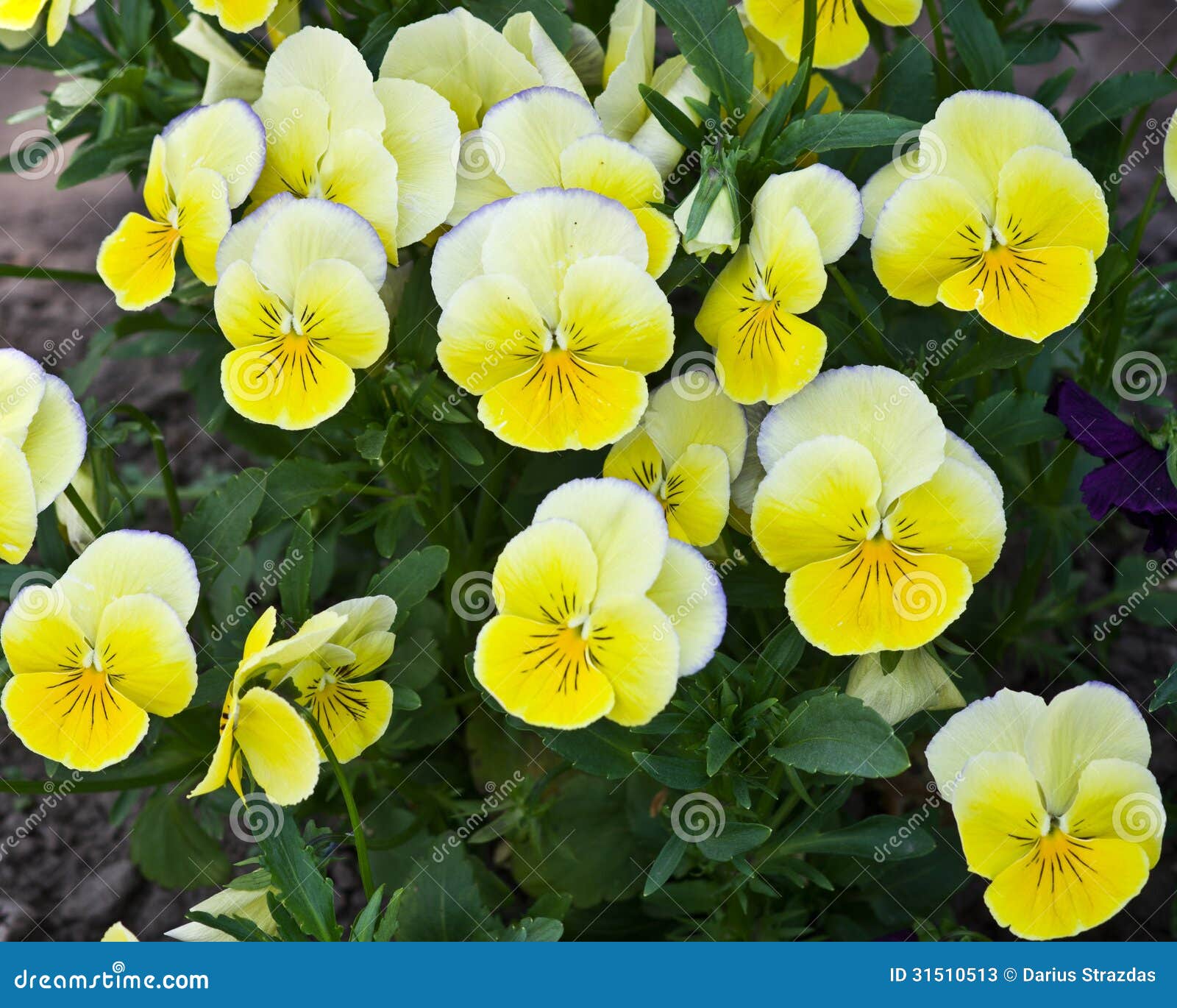 Yellow pansy flowers stock image. Image of beautiful 31510513
