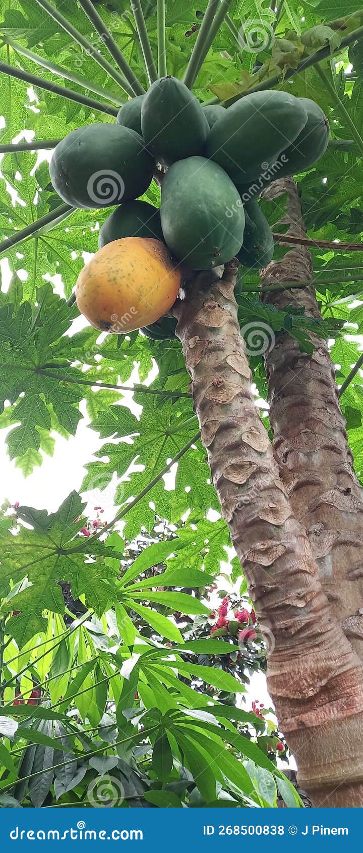 The Yellow Papaya among Green Stock Photo Image of flower, plant