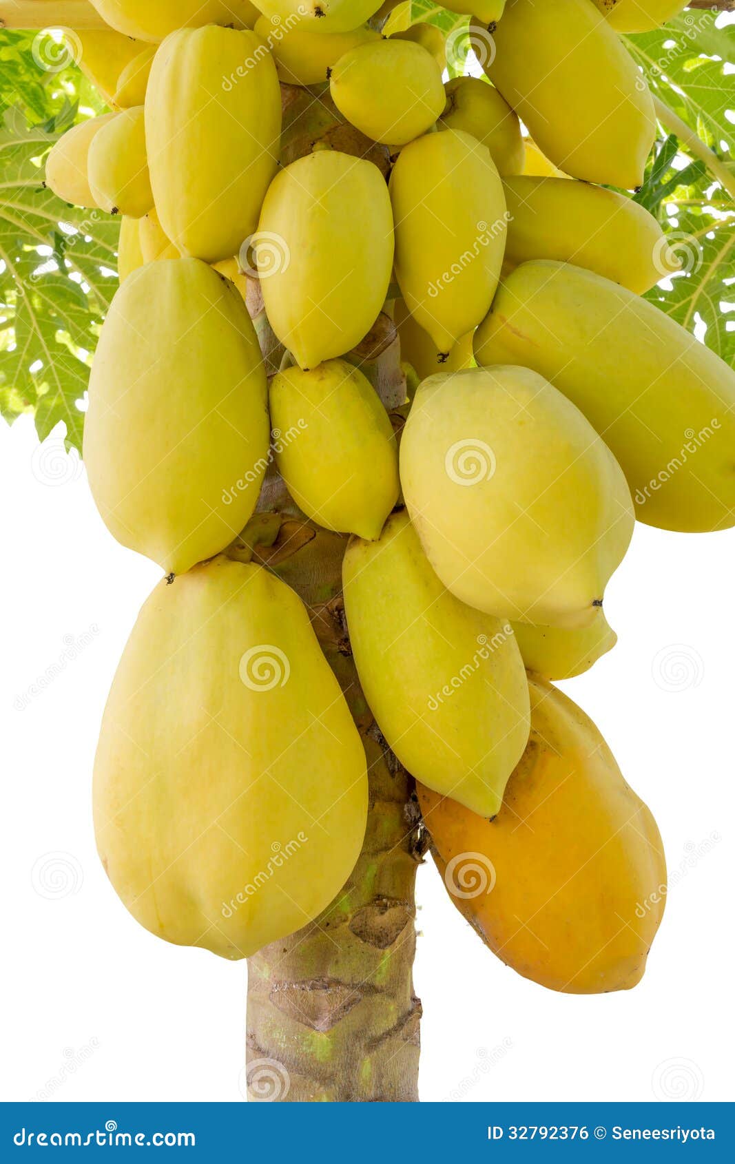 Yellow papaya on tree stock photo. Image of fresh, tree 32792376