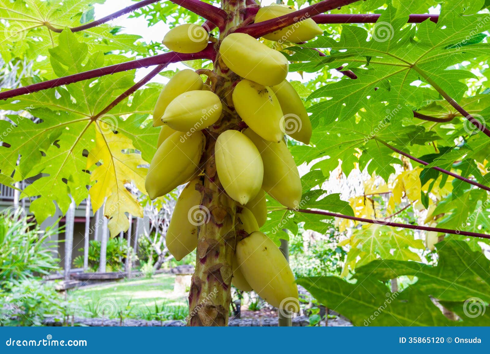 Yellow papaya stock photo. Image of growth, yellow, nature 35865120