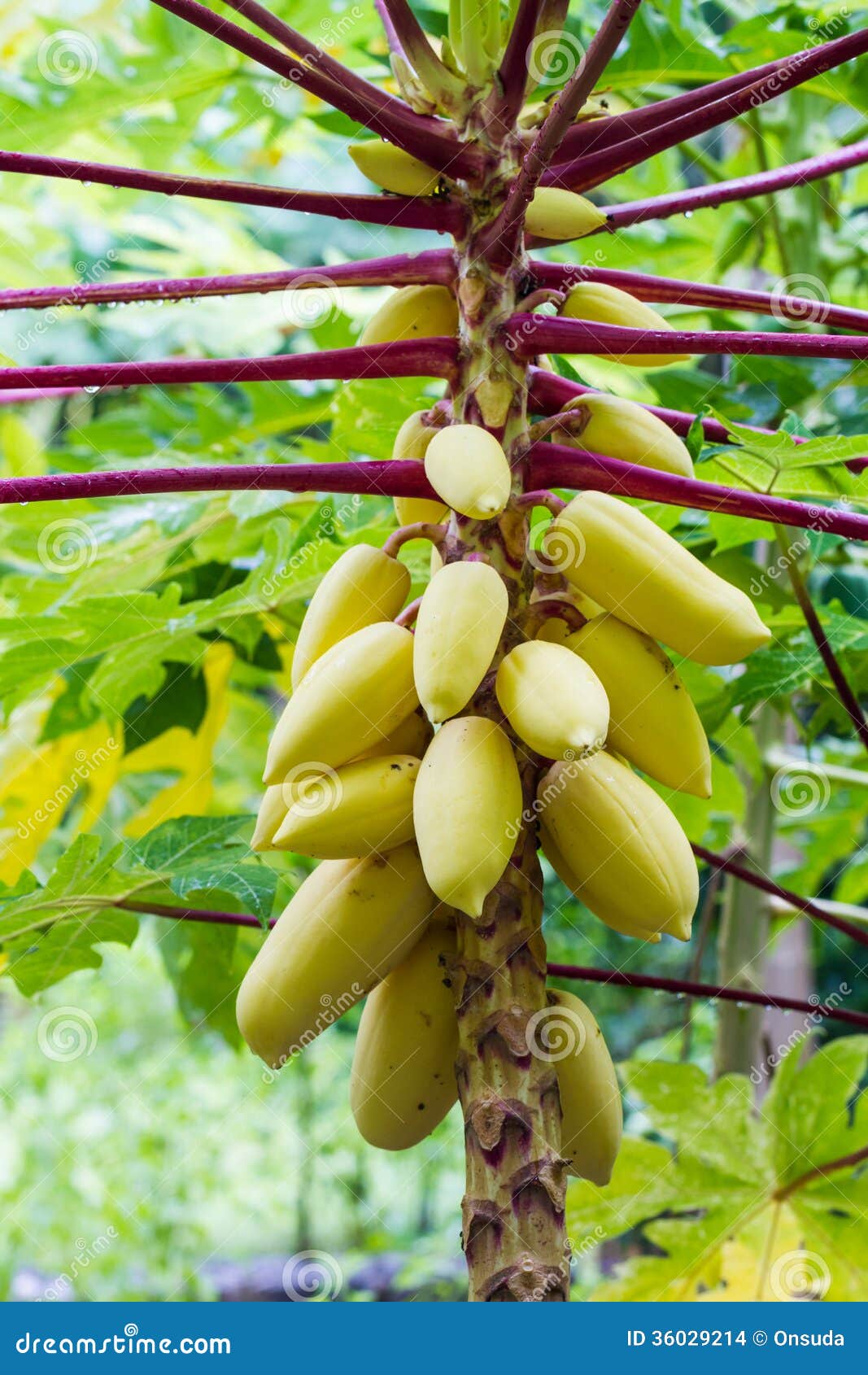 Yellow papaya stock photo. Image of yellow, food, grow 36029214