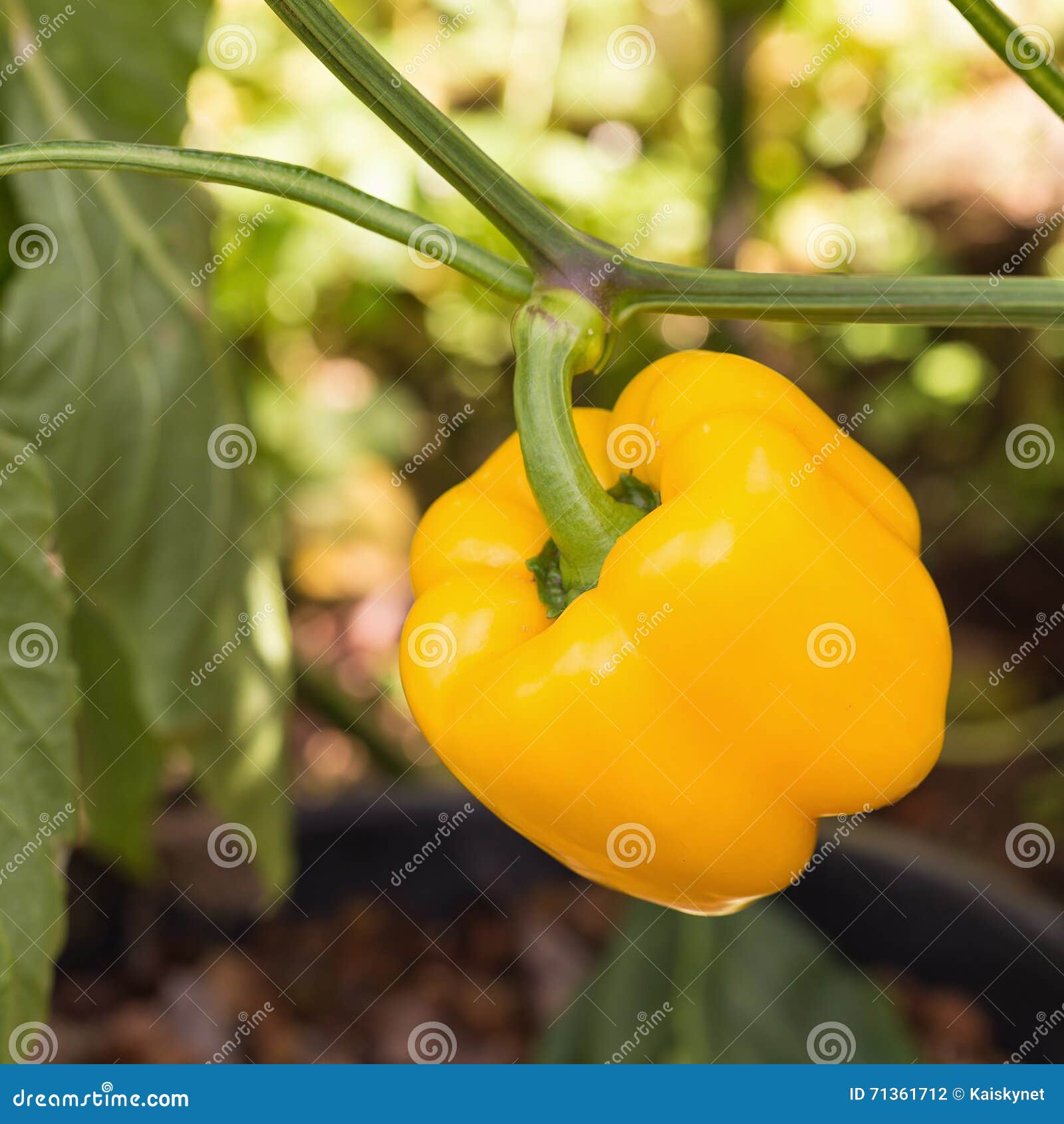 Yellow Paprika Growing on a Plant Stock Photo Image of nature, ripe