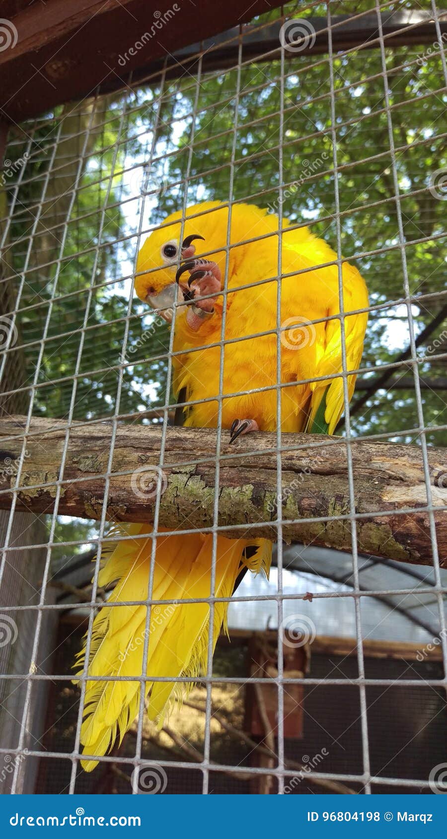 Yellow parrot in cage stock photo. Image of brazil, branch 96804198