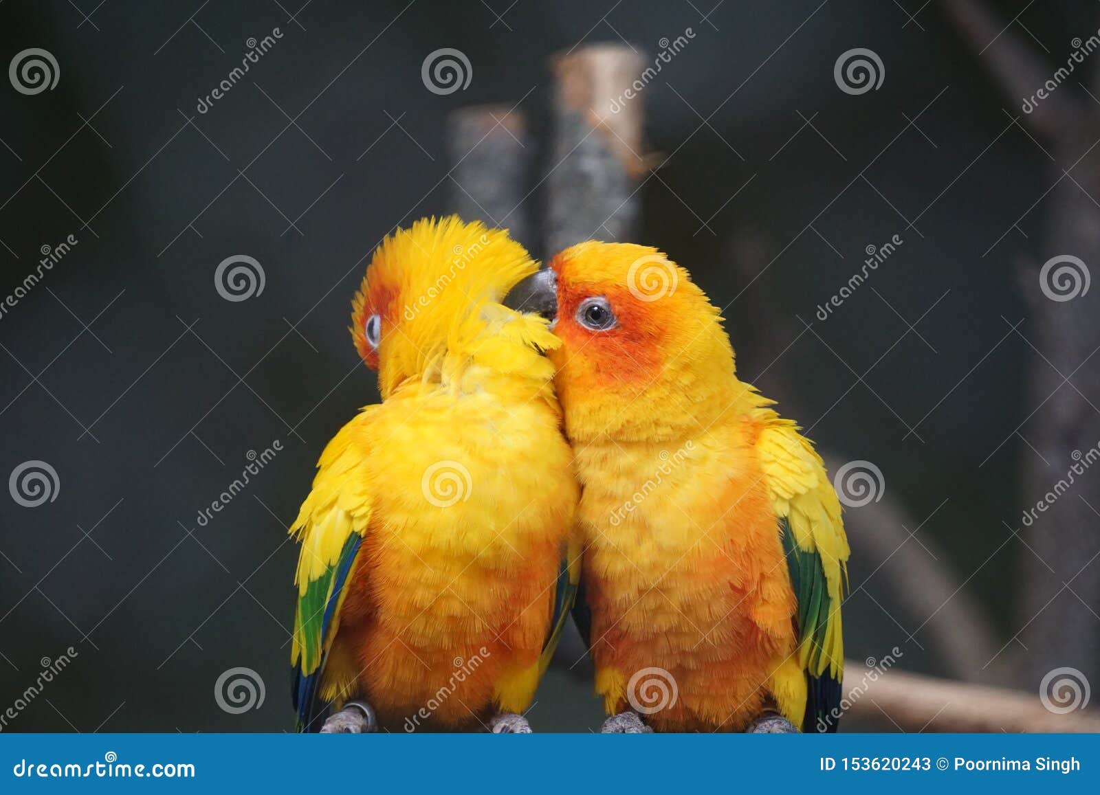 Two Yellow Birds are Sitting on the Branch. Stock Image Image of