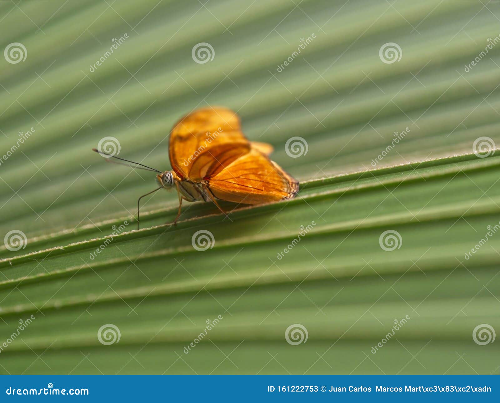 Yellow Passion Butterfly Flame on Green Leaf Stock Image - Image of jungle,  detail: 161222753