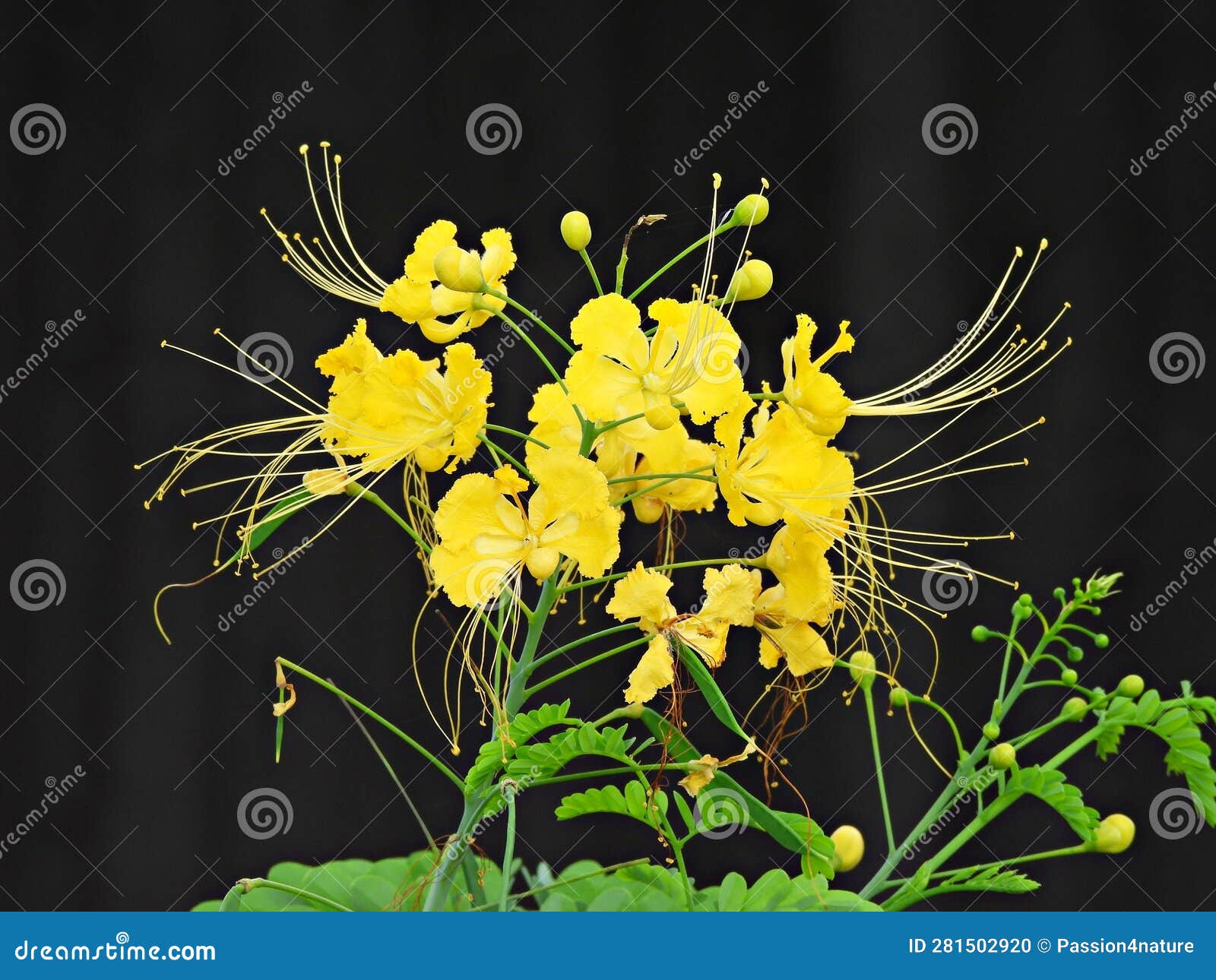 yellow peacock flower (caesalpinia lutea)