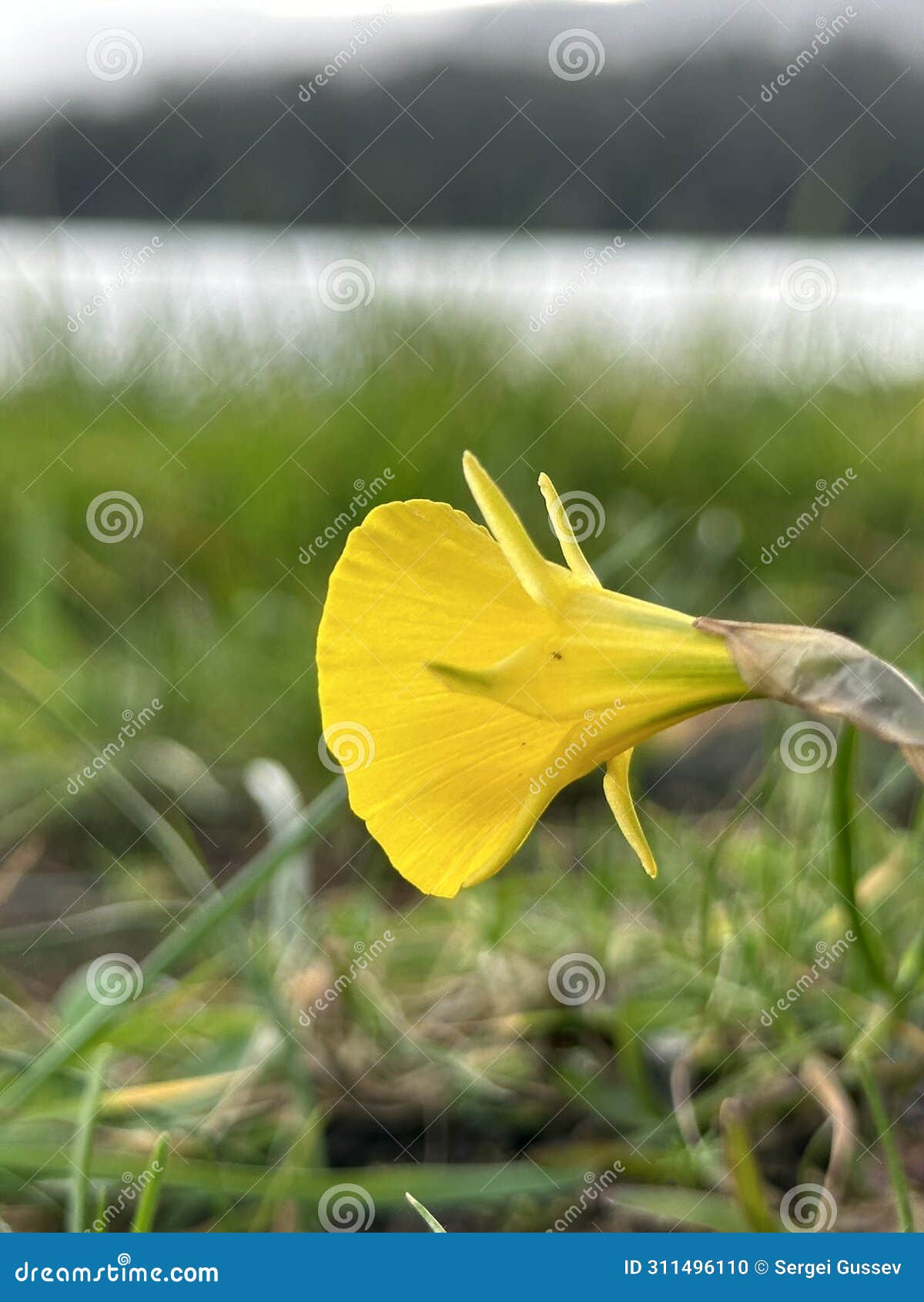 yellow petticoat daffodil flower in the green spring grass near eiras, o rosal, galicia, spain, march 2023