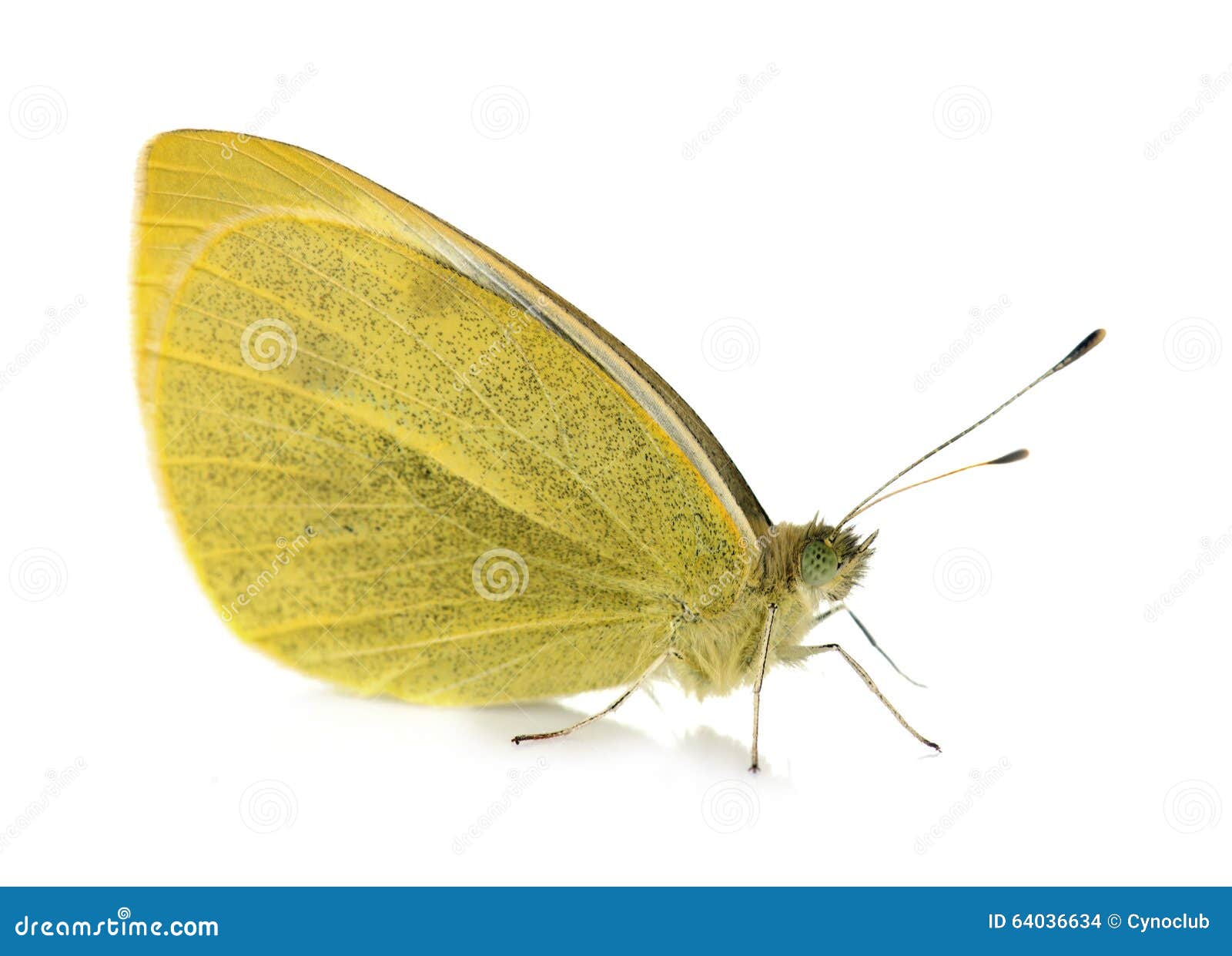yellow pieridae butterfly