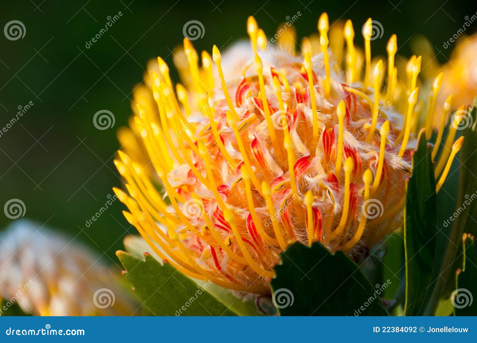 Yellow pincushion protea stock photo. Image of autumn 22384092