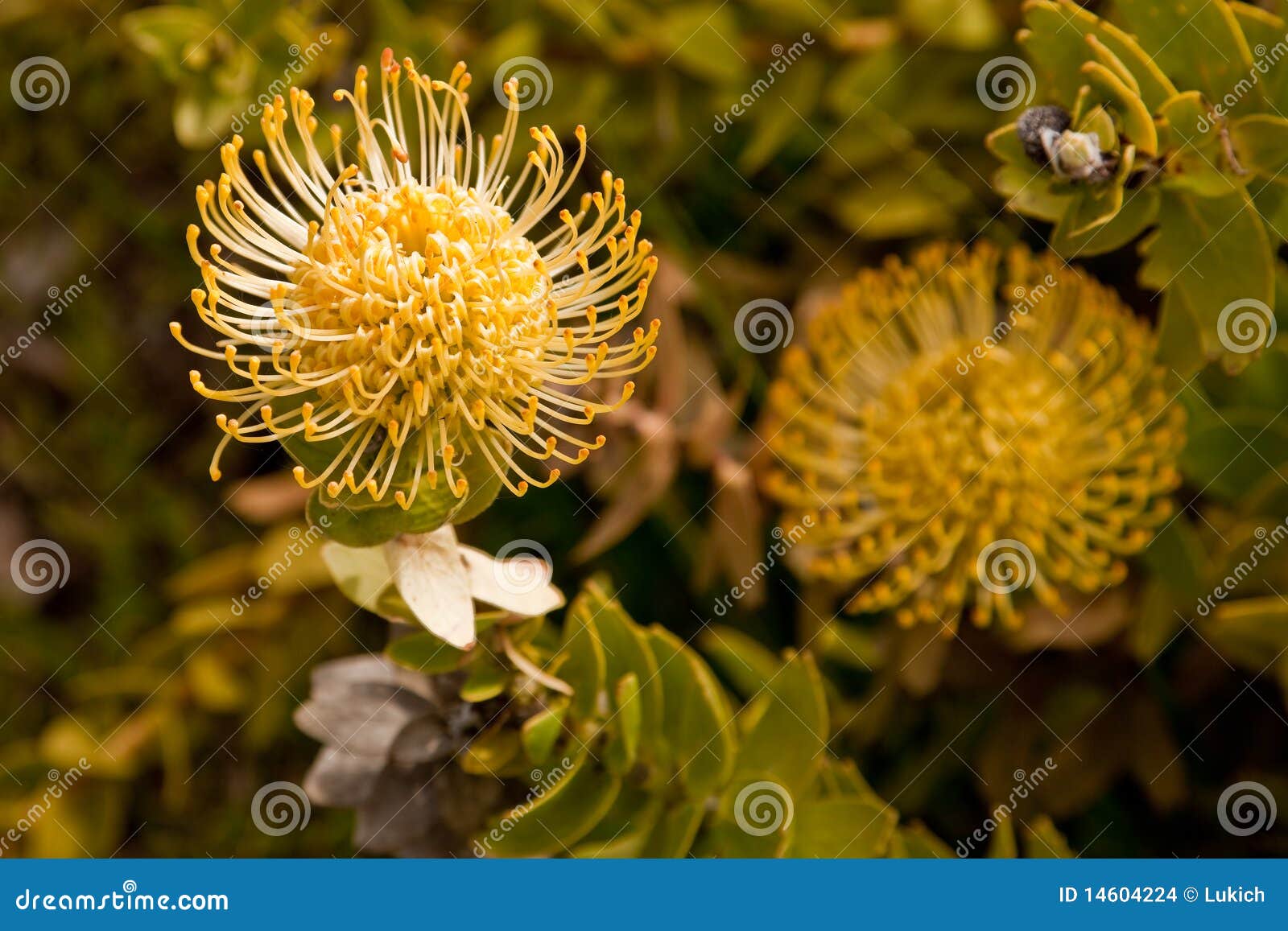 Yellow Pincushion Protea (Leucospermum) Stock Photo Image of isolated, stem 14604224