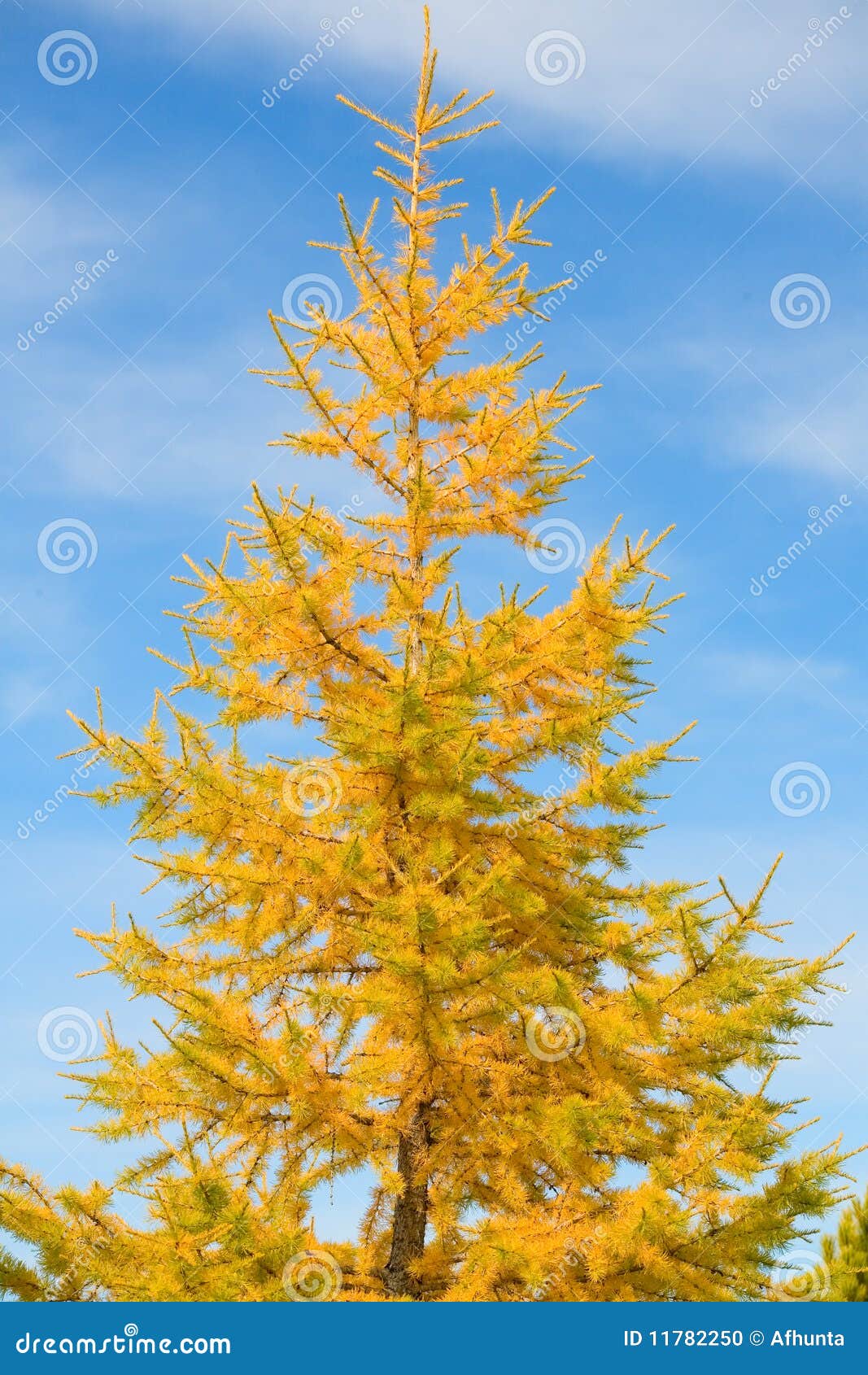 Yellow pine stock photo. Image of nature, gold, evergreen 11782250