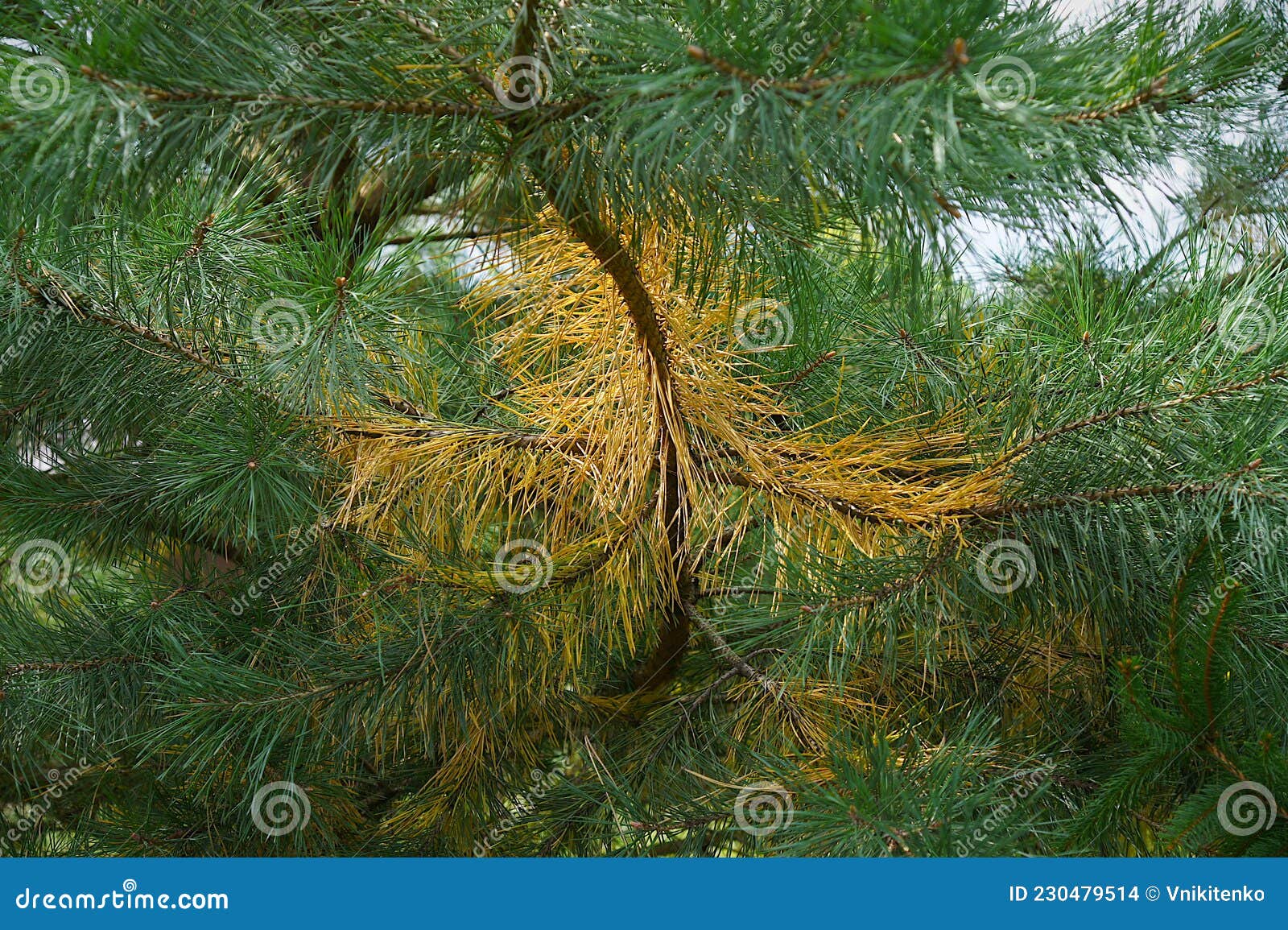 Yellow pine needles stock photo. Image of flora, growth 230479514