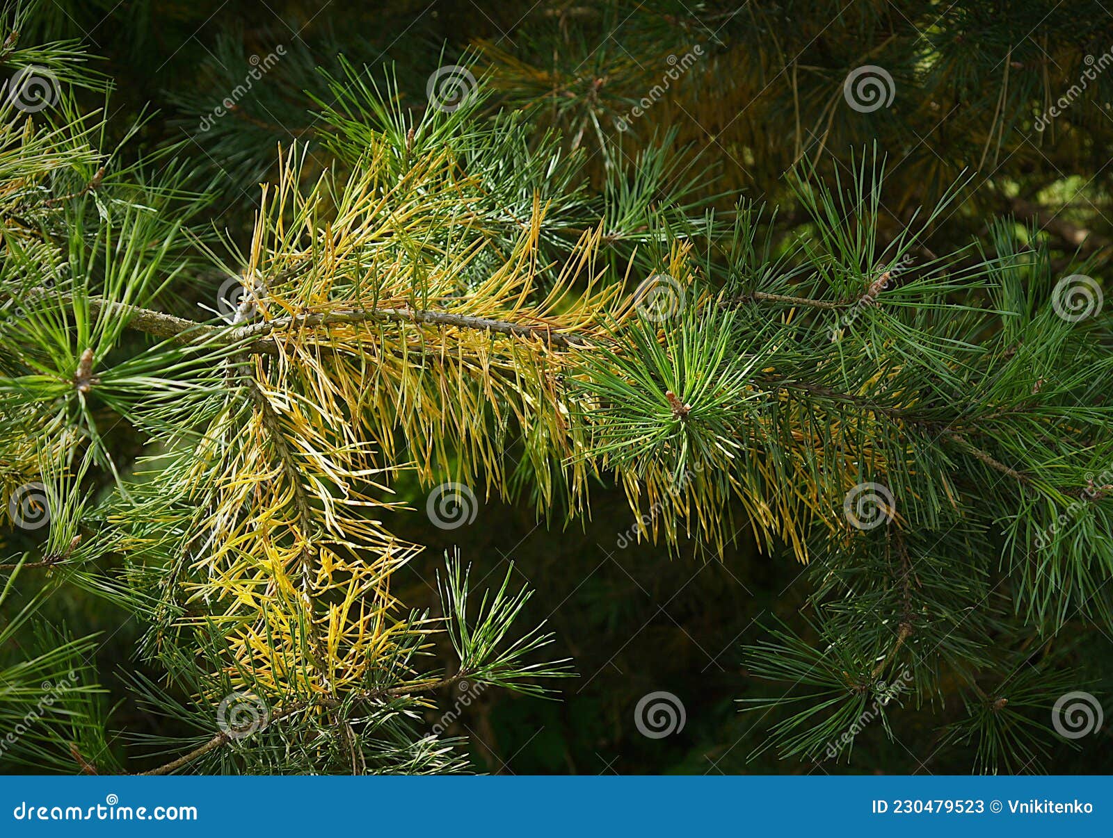 Yellow pine needles stock image. Image of season, pine 230479523