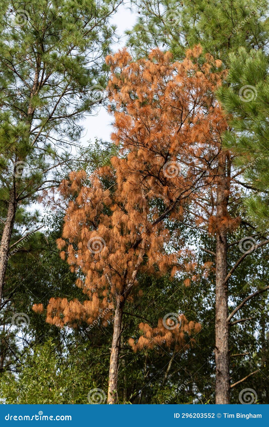 Yellow Pine Tree Dead Killed by Bark Beetles Stock Photo Image of