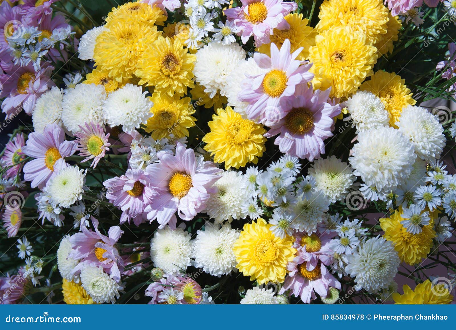 Yellow and Pink Flower Background Stock Photo Image of plant, pink