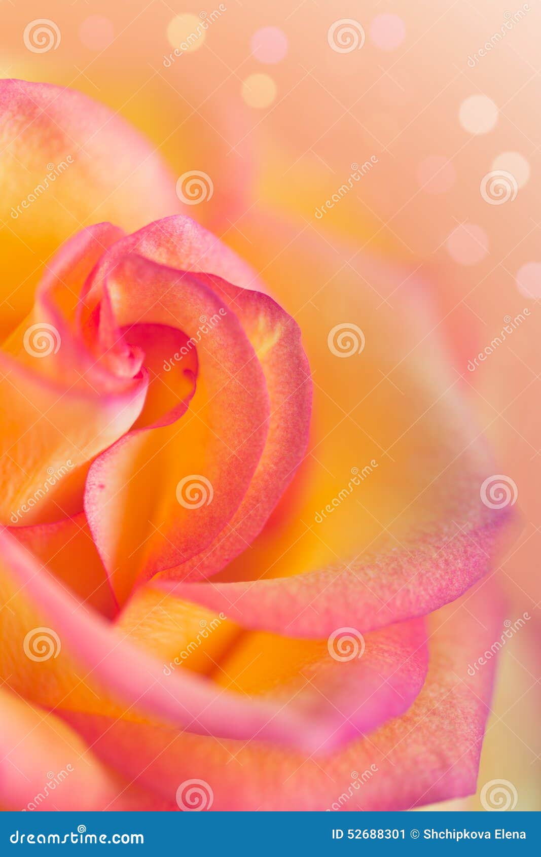 Yellow pink rose stock image. Image of fresh, closeup 52688301