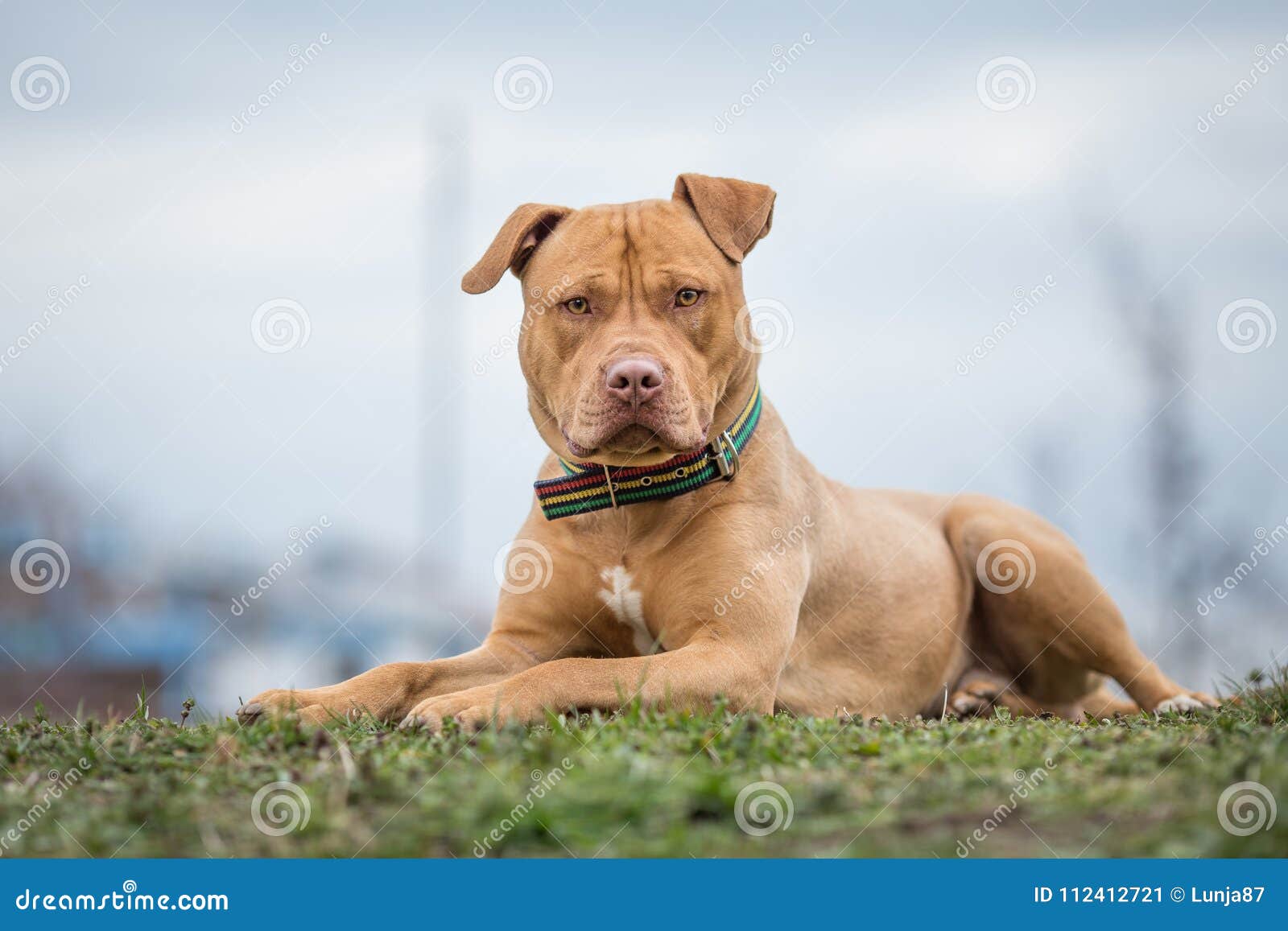 yellow pit bull terrier dog lying on grass