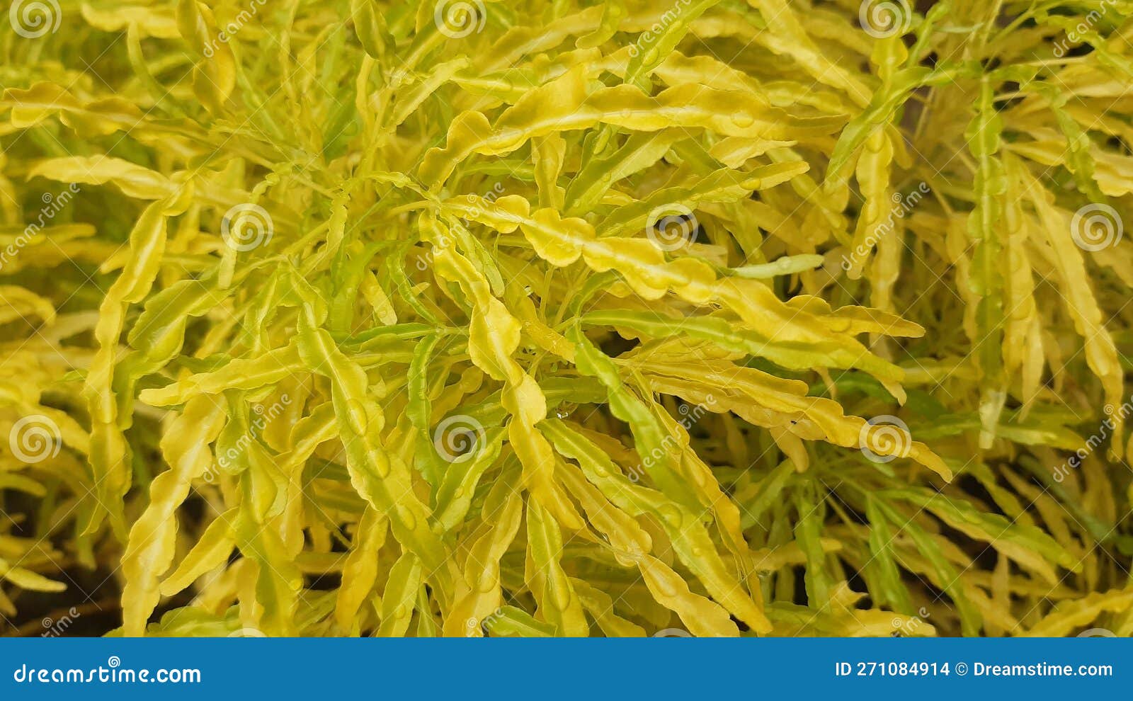 Yellow Plant Flower Root Grass Hedgerows Stock Photo Image of gome