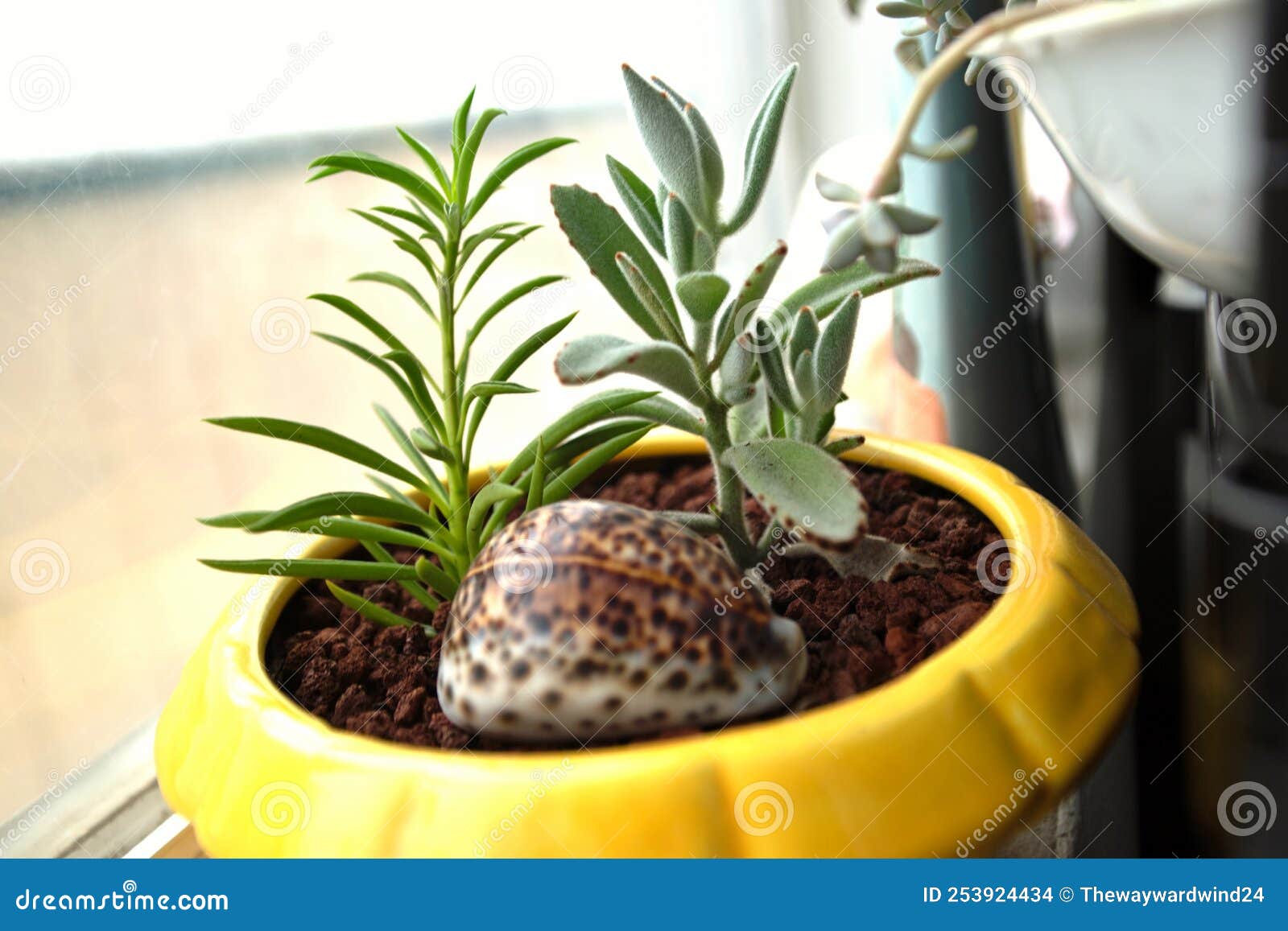 118 Shell Planter Stock Photos - Free & Royalty-Free Stock Photos from  Dreamstime