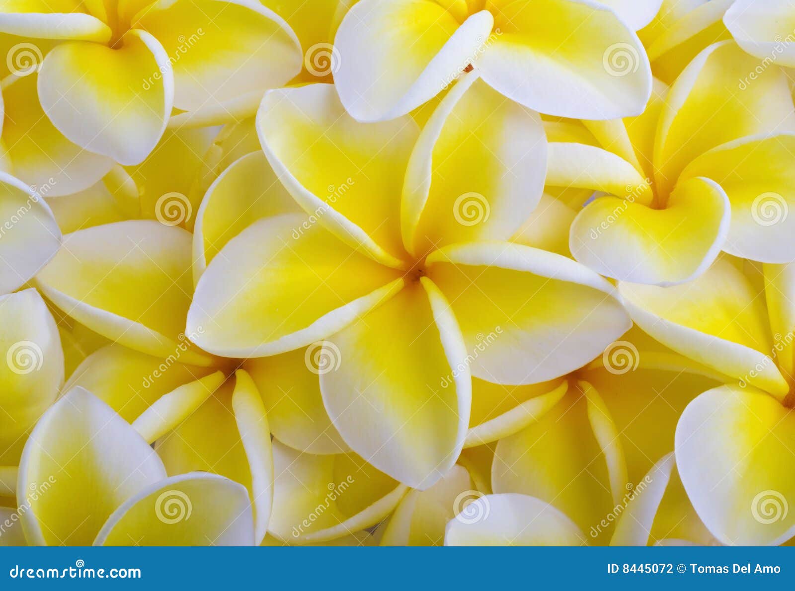 Yellow plumeria blossoms stock photo. Image of frangipani 8445072