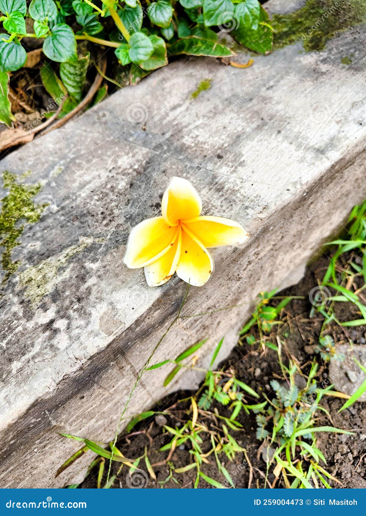 Yellow Plumeria Flower Falling Off the Brick Stock Image Image of