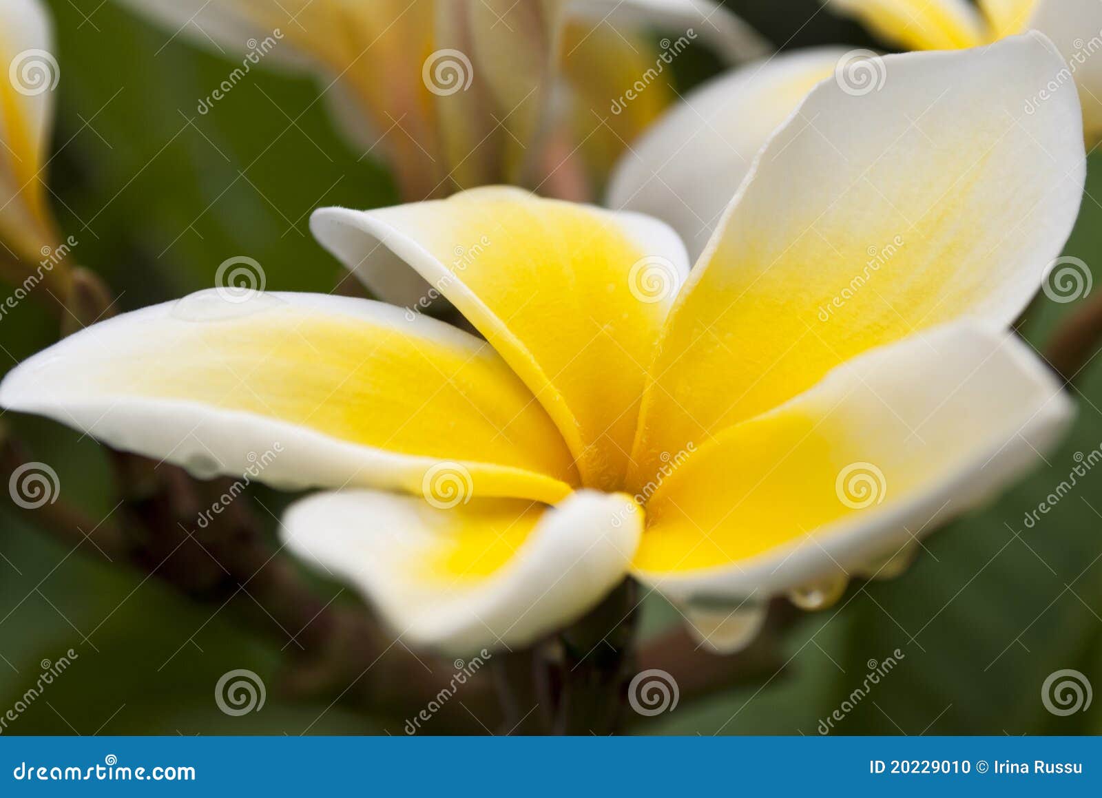 Yellow Plumeria with Rain Drops Stock Photo Image of leaf, beautiful