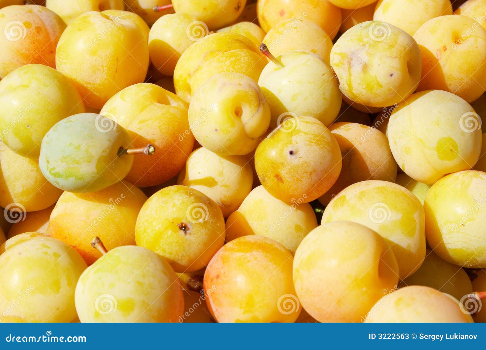 Yellow plums stock image. Image of graft, agriculture 3222563