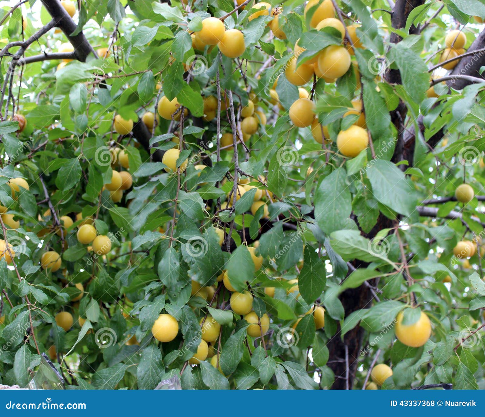 Yellow Plums background stock photo. Image of plant, nature 43337368