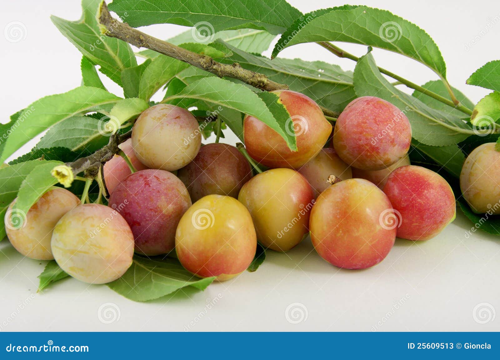 yellow plums on branch with verdigris
