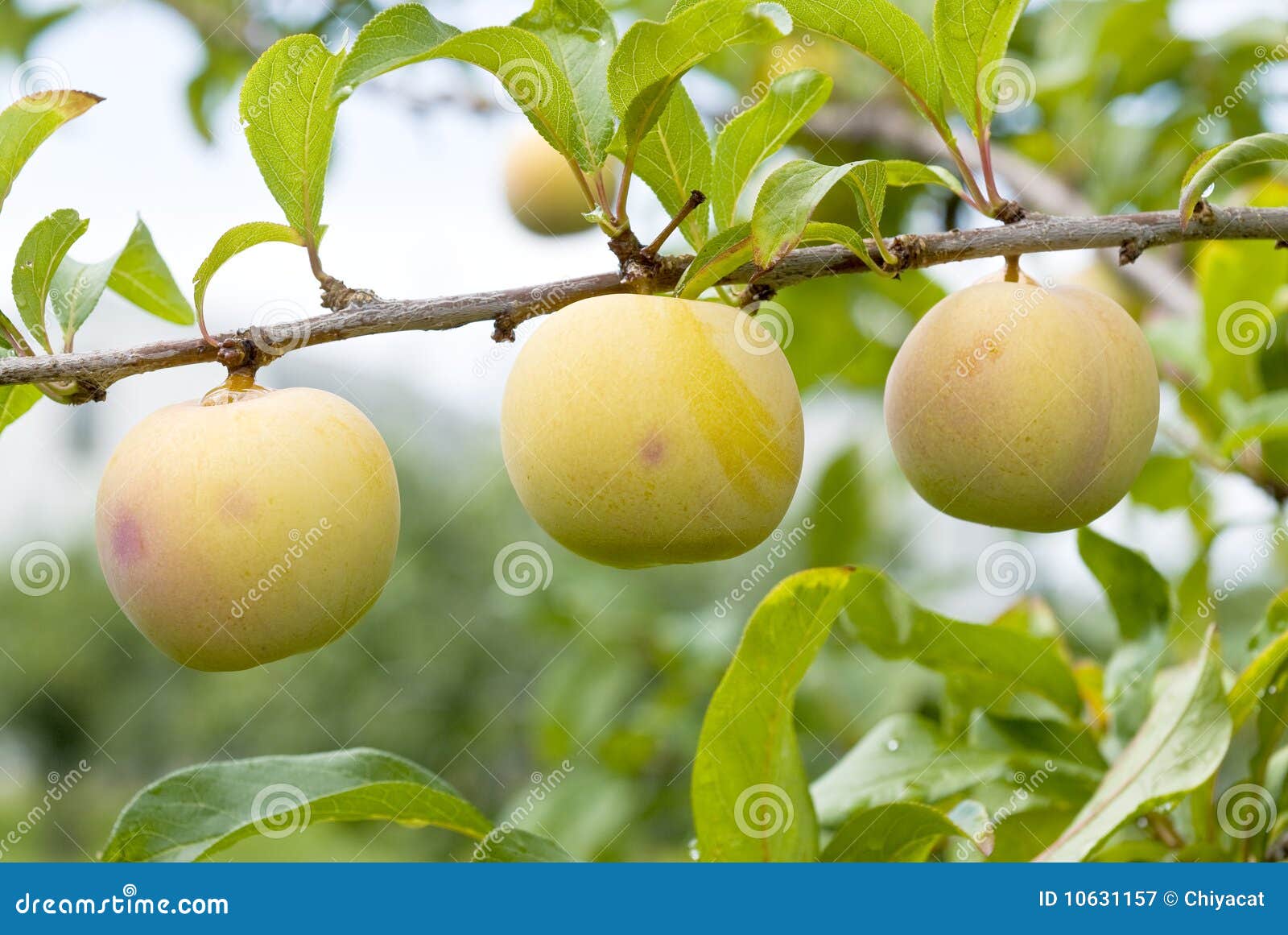 Yellow Plums Ripening on the Tree Stock Image Image of green, fall
