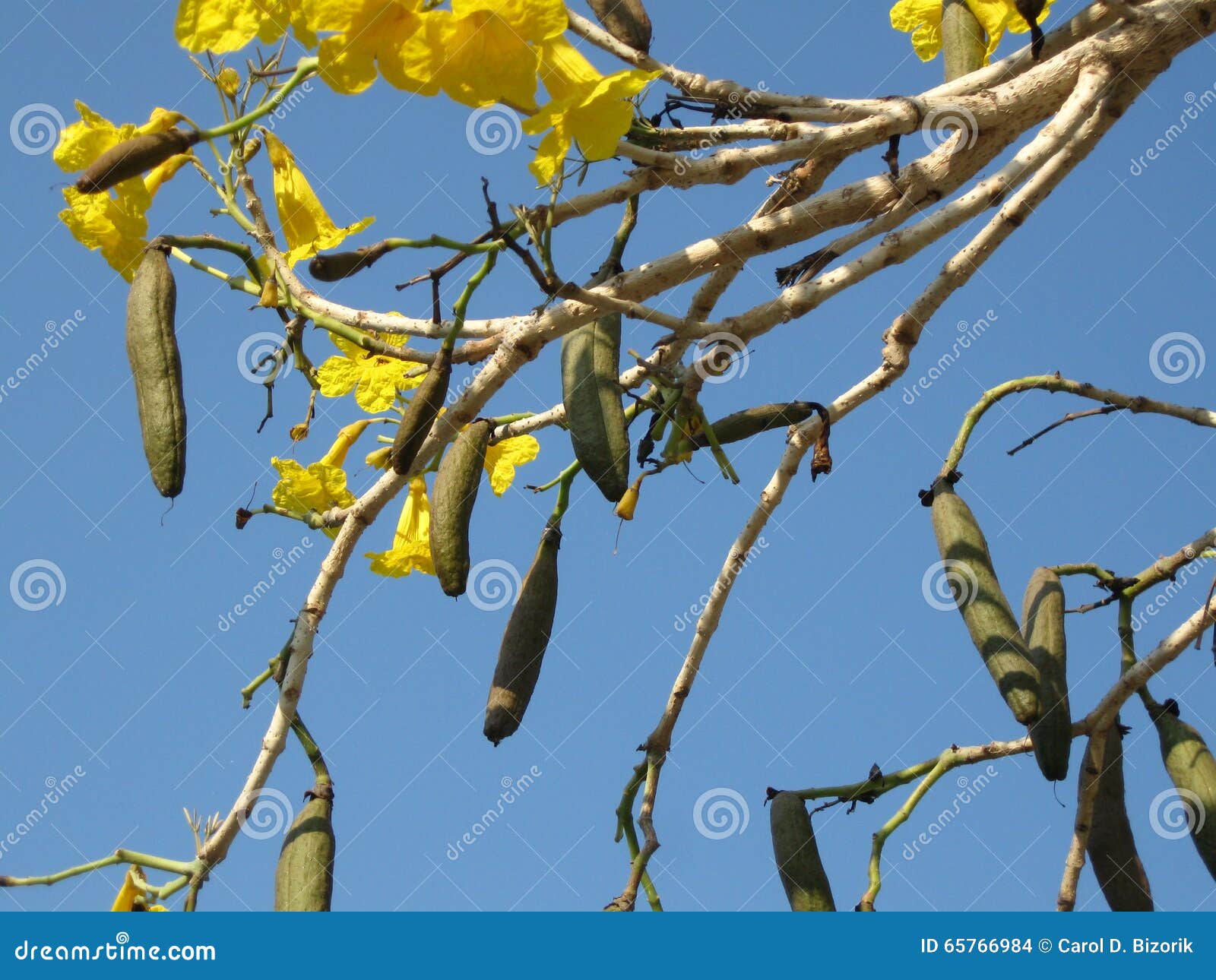 Yellow Pods stock photo. Image of branches, suspended 65766984