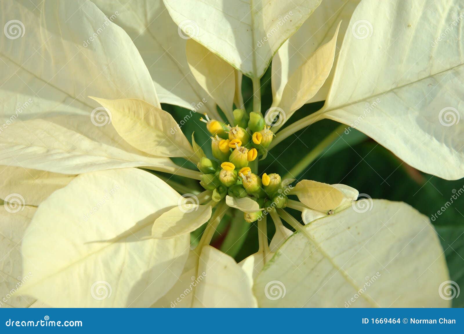 Yellow poinsettia plant stock photo. Image of december - 1669464
