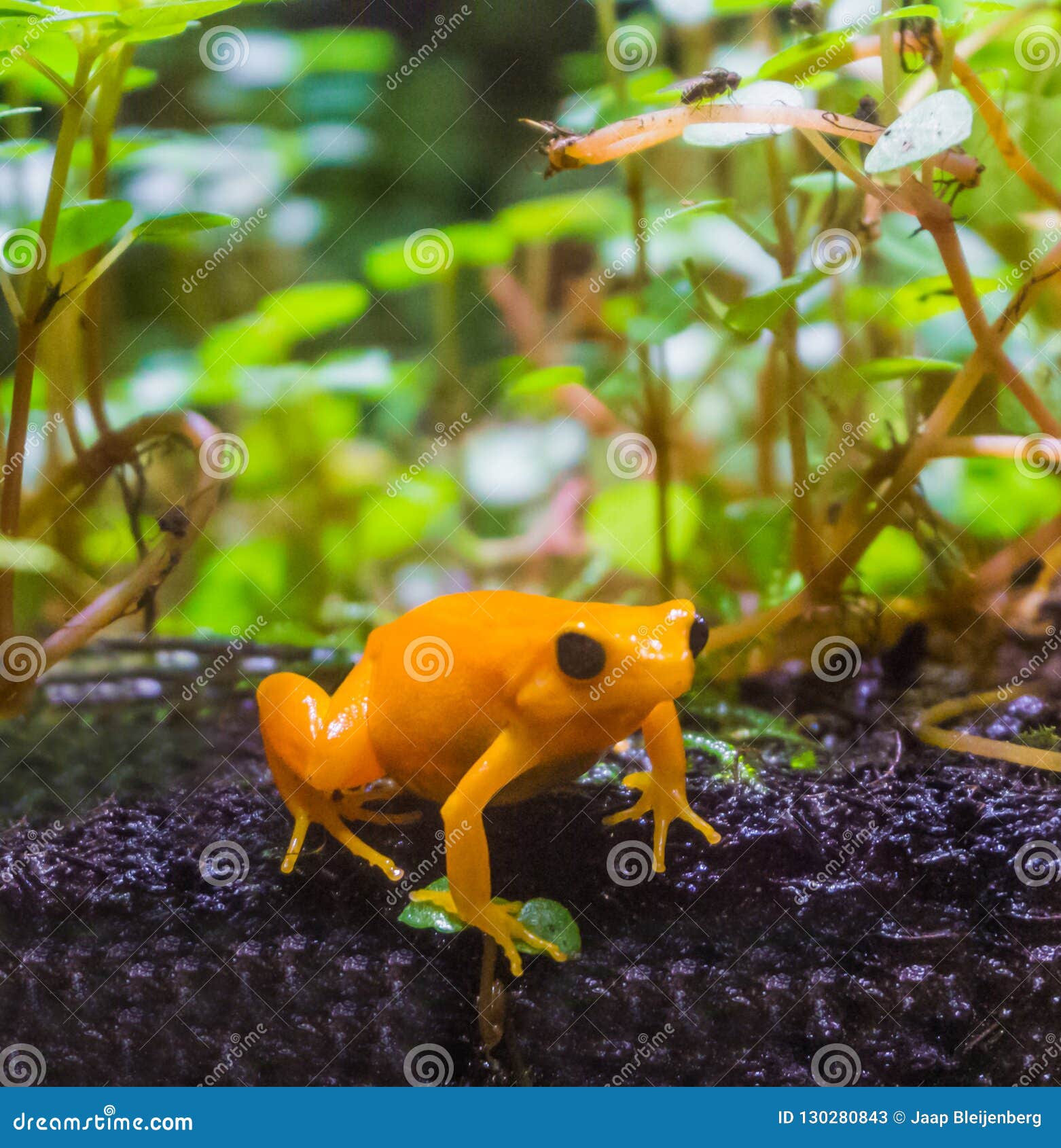 Yellow Poison Dart Frog a Small Poisonous Frog from Macro Closeup Stock Image - of dendrobatidae, color: 130280843