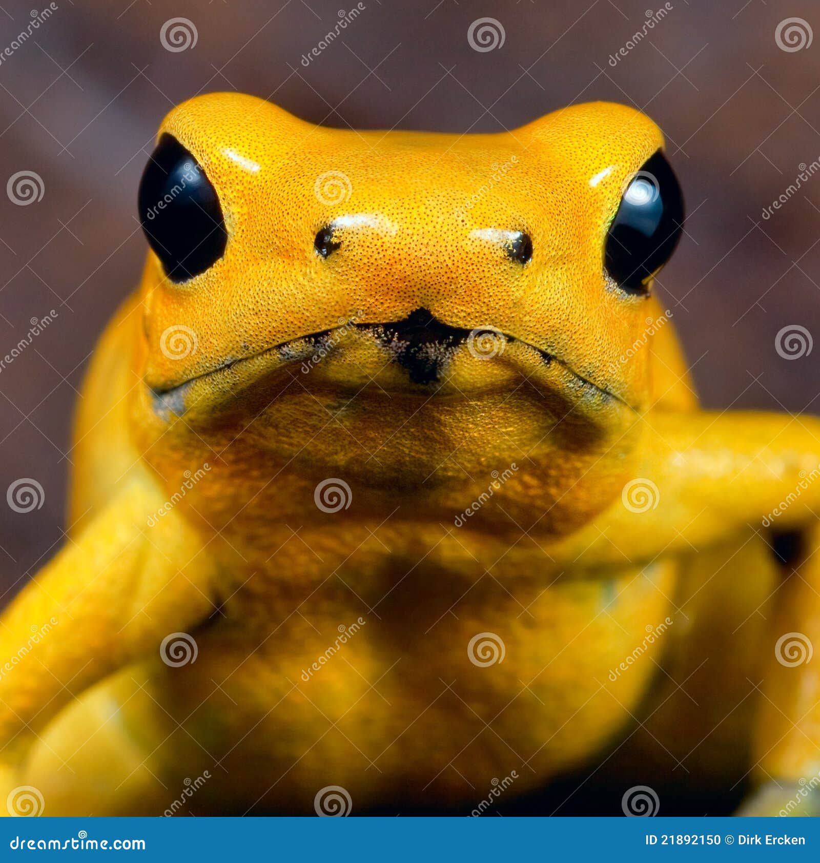 yellow poison dart frog poisonous animal