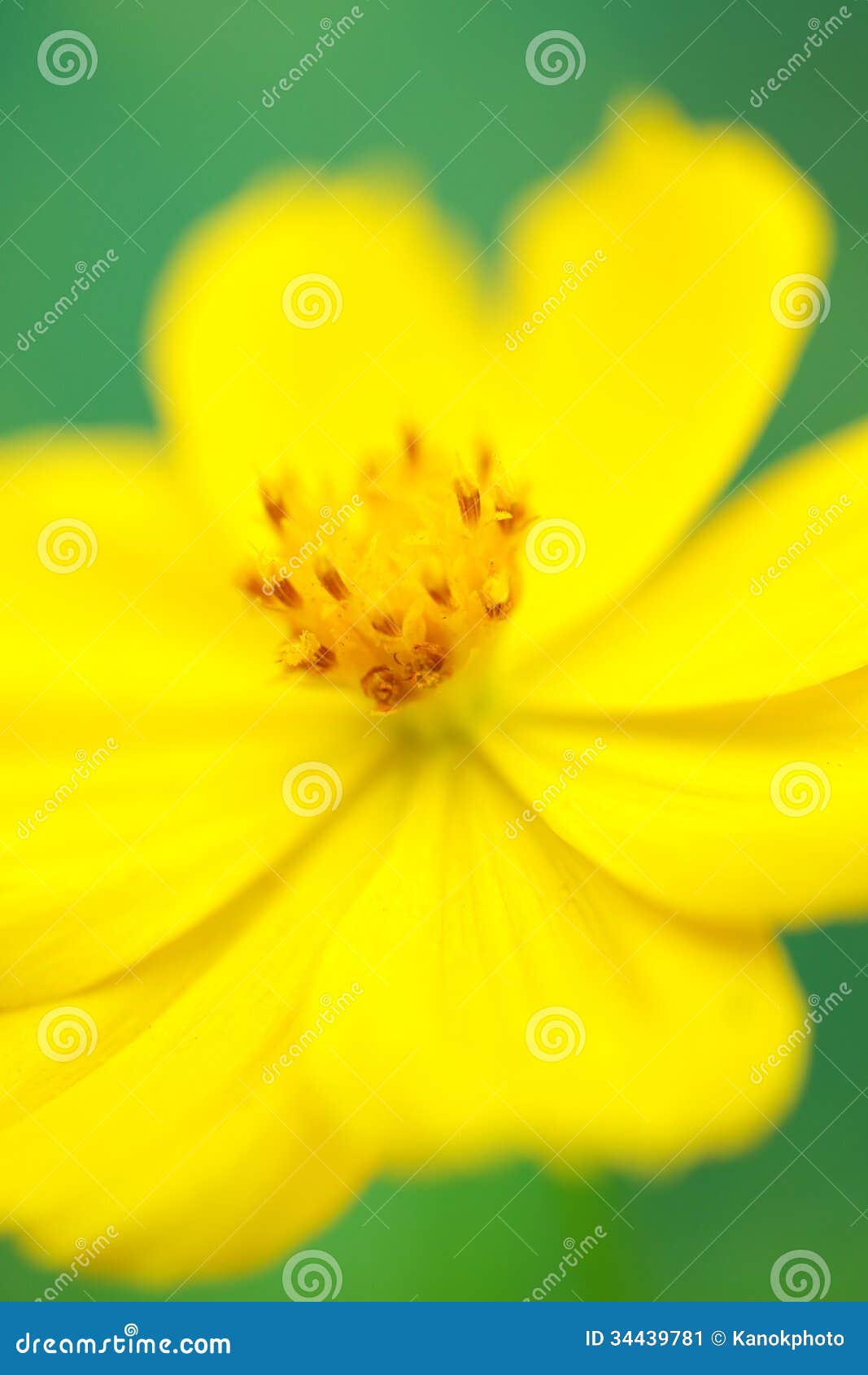 Yellow pollen stock image. Image of colors, yellow, season 34439781