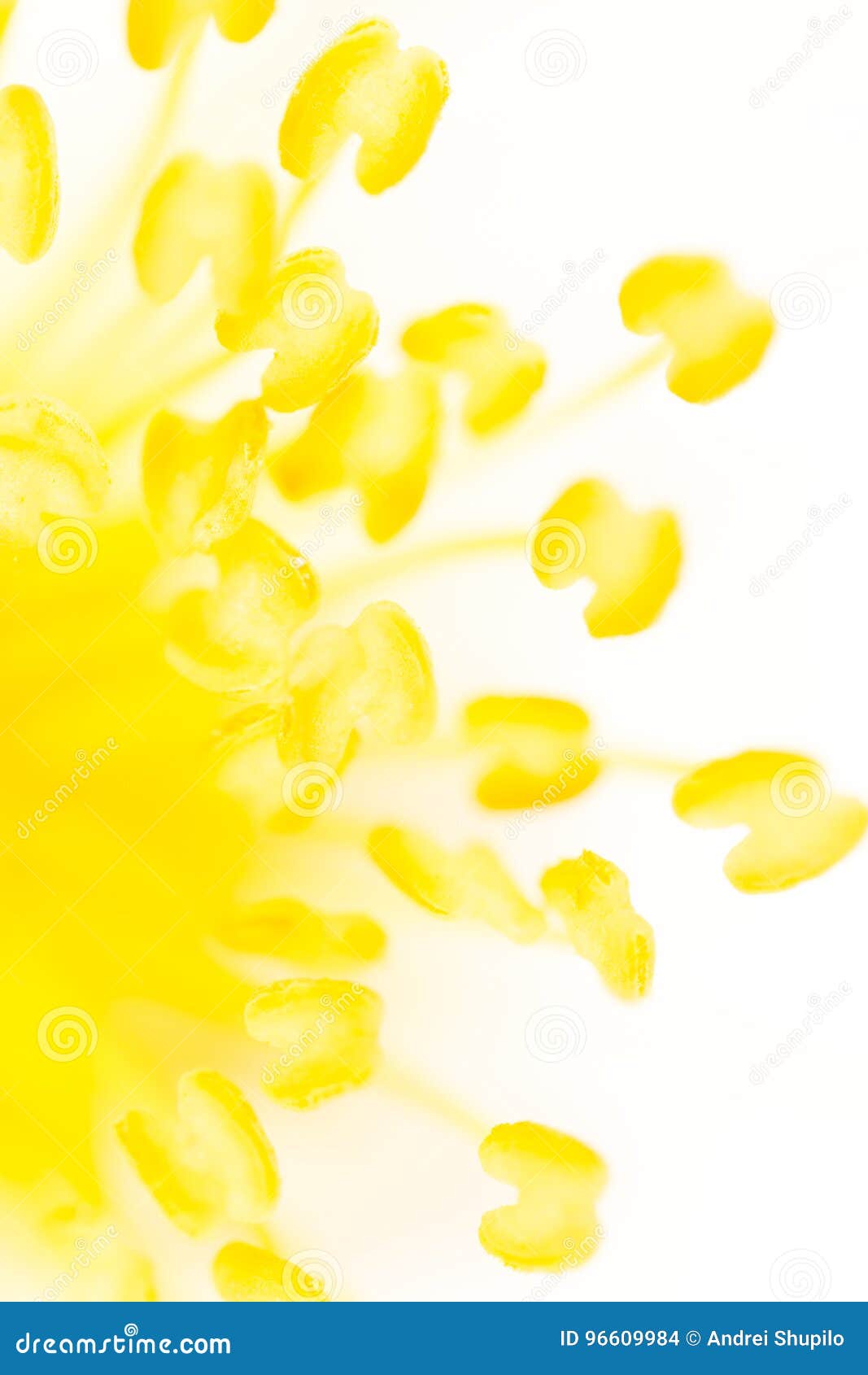 Yellow Pollen on a Flower in Nature Stock Photo Image of summer