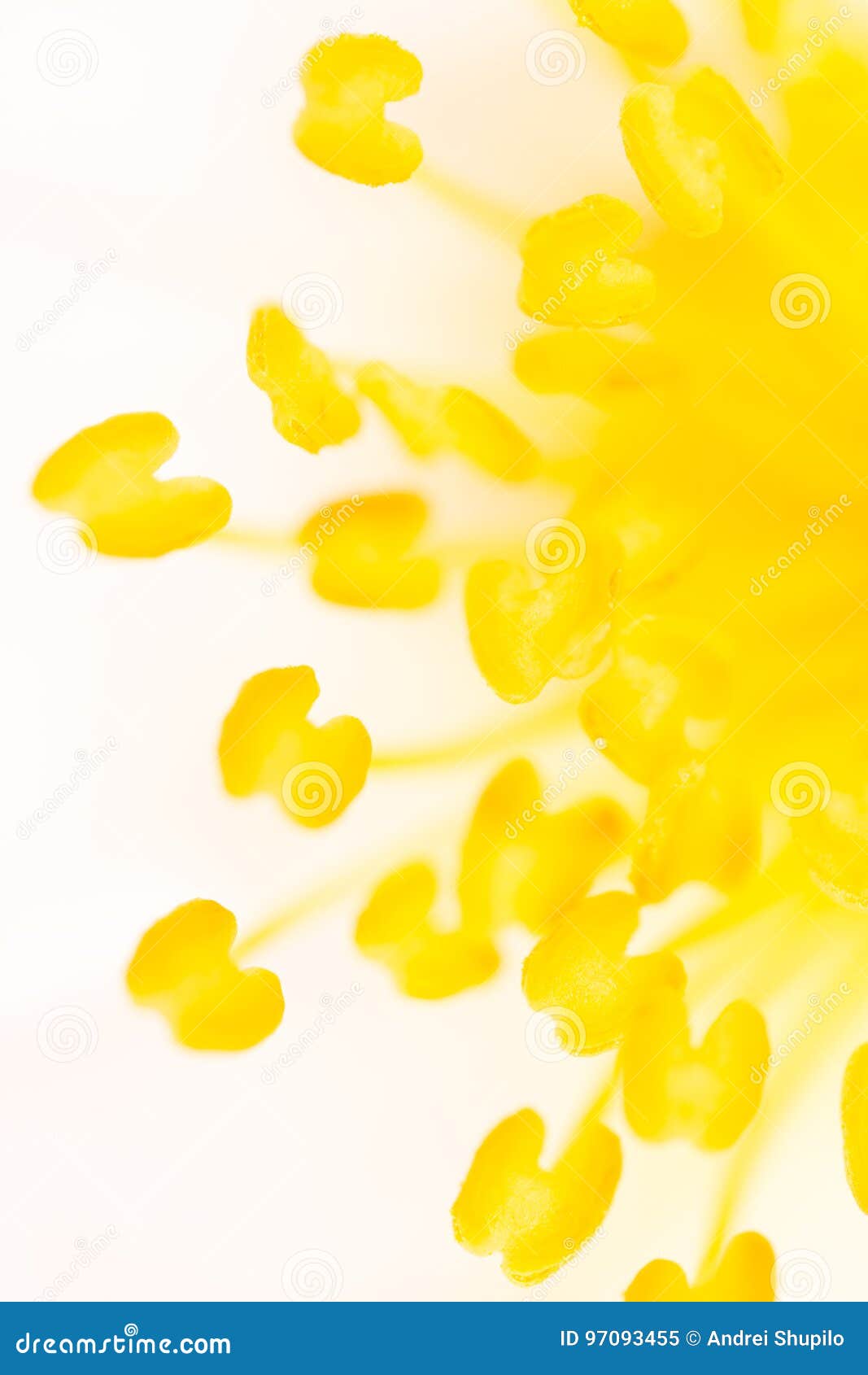 Yellow Pollen on a Flower in Nature Stock Image Image of bloom