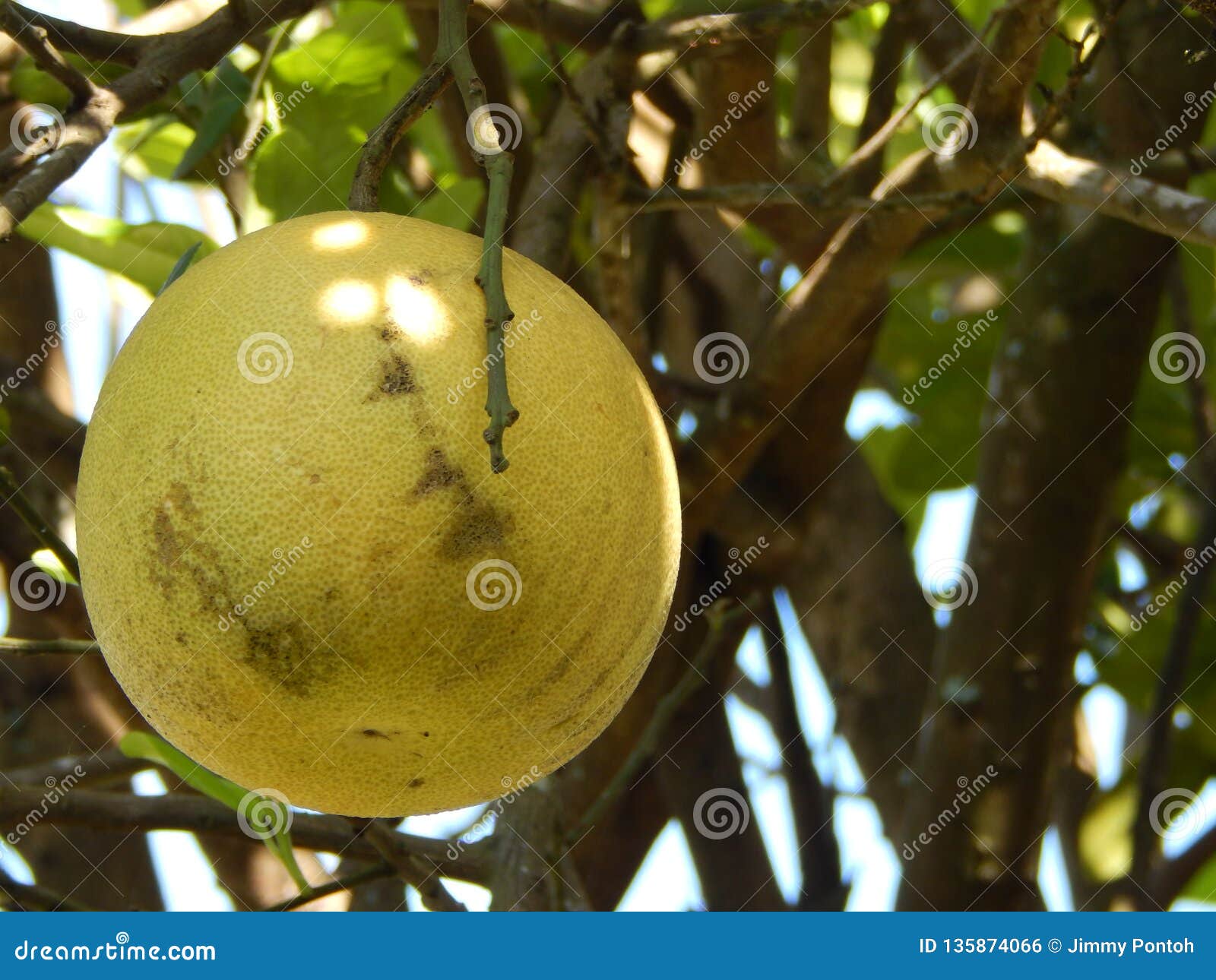 An yellow Pomelo on tree stock photo. Image of gardening 135874066