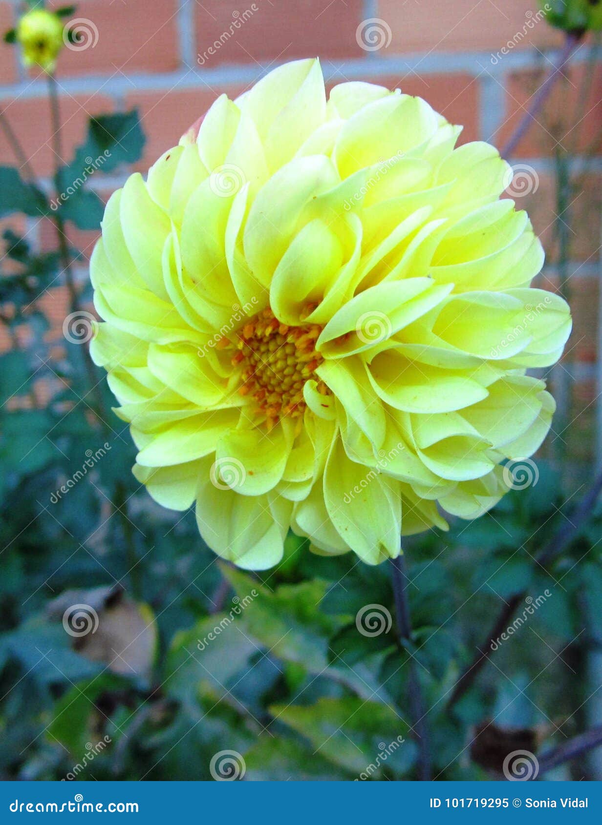 Yellow pompon dahlia stock image. Image of beautiful - 101719295