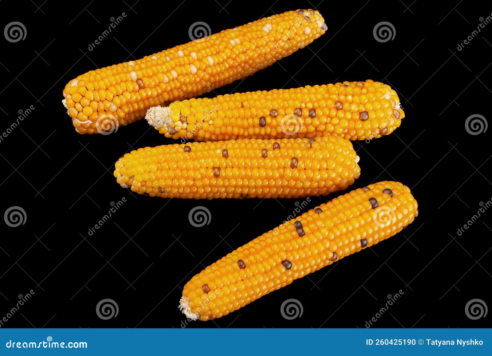 Yellow popcorn dry seeds stock photo. Image of nutrition 260425190