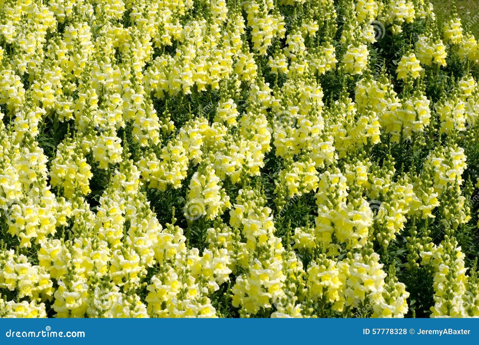 Yellow Popcorn flowers stock photo. Image of background 57778328