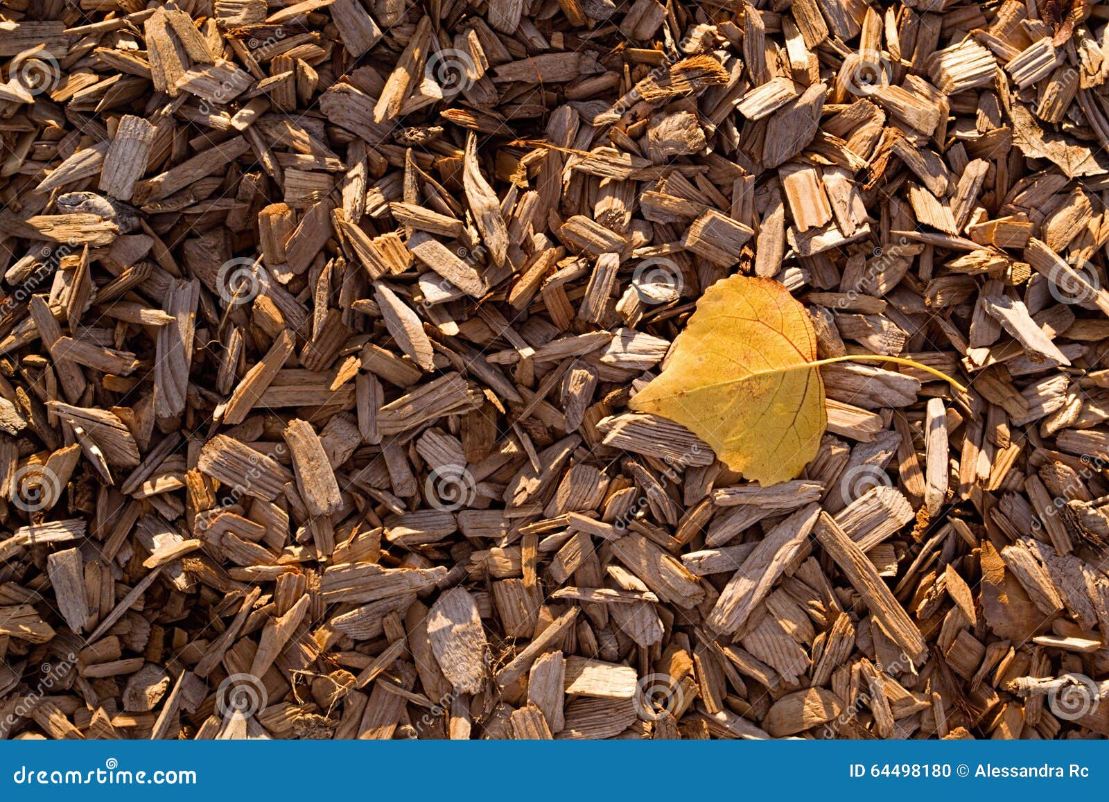 Yellow Poplar Leaf on Wood Chip Mulch Stock Photo Image of texture