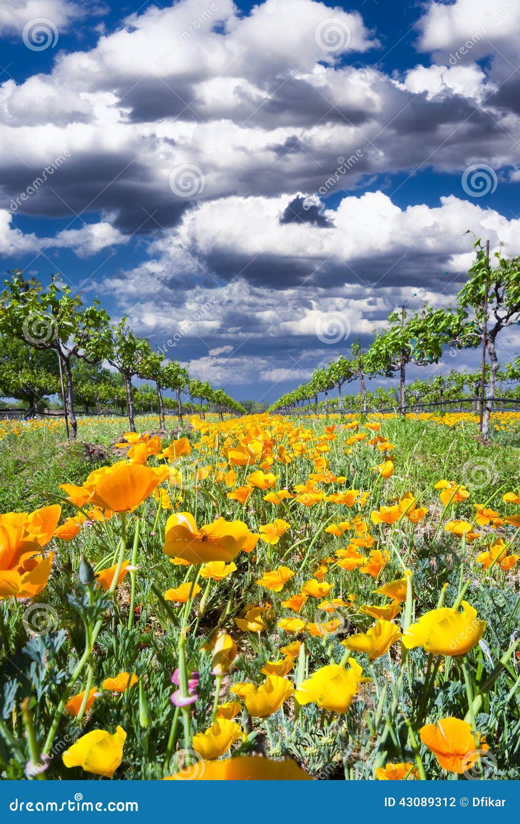 Yellow Poppies in a Texas Vineyard Stock Photo Image of rows, outdoor
