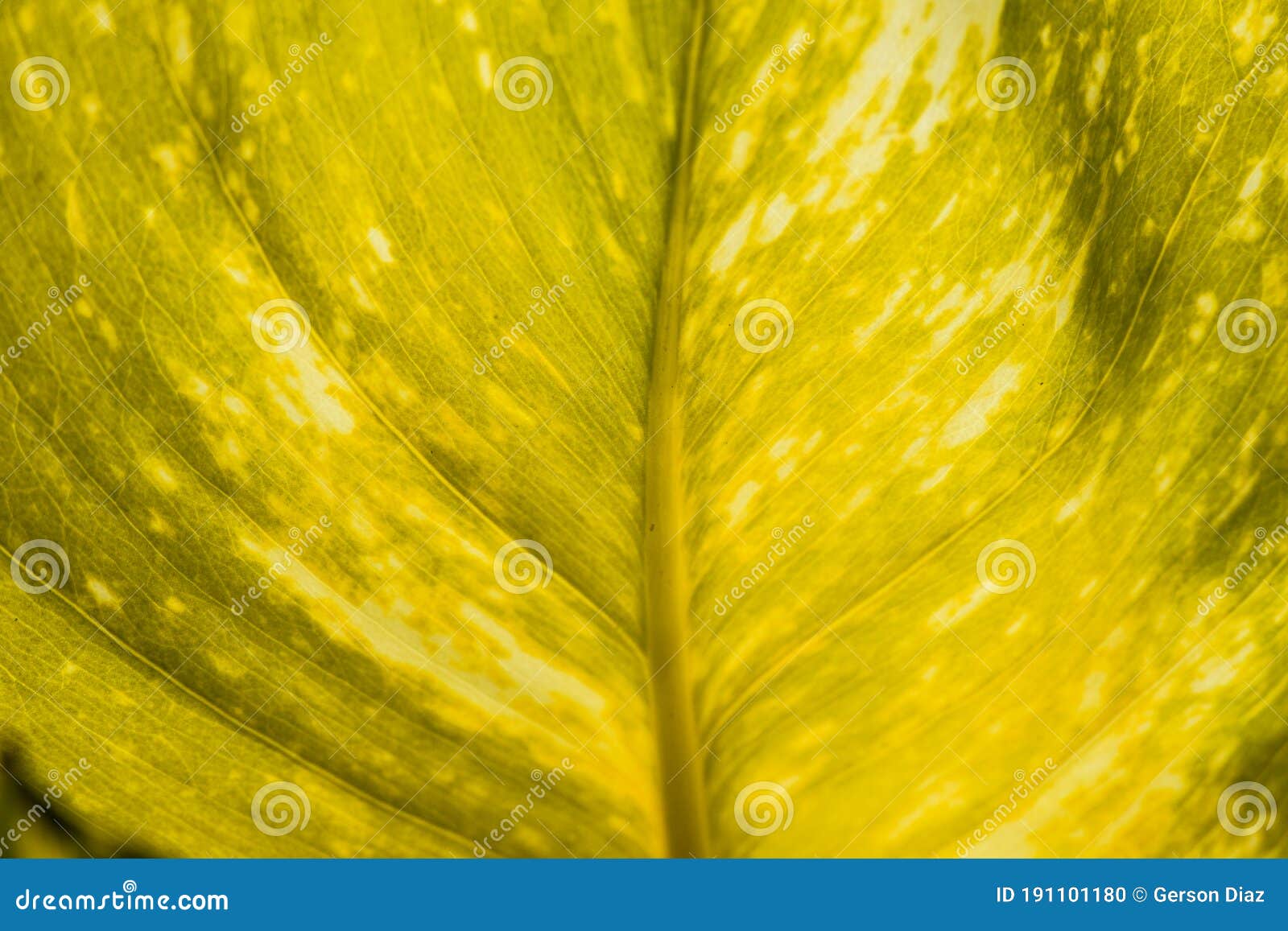 yellow potus (epipremnum aureum) leaf