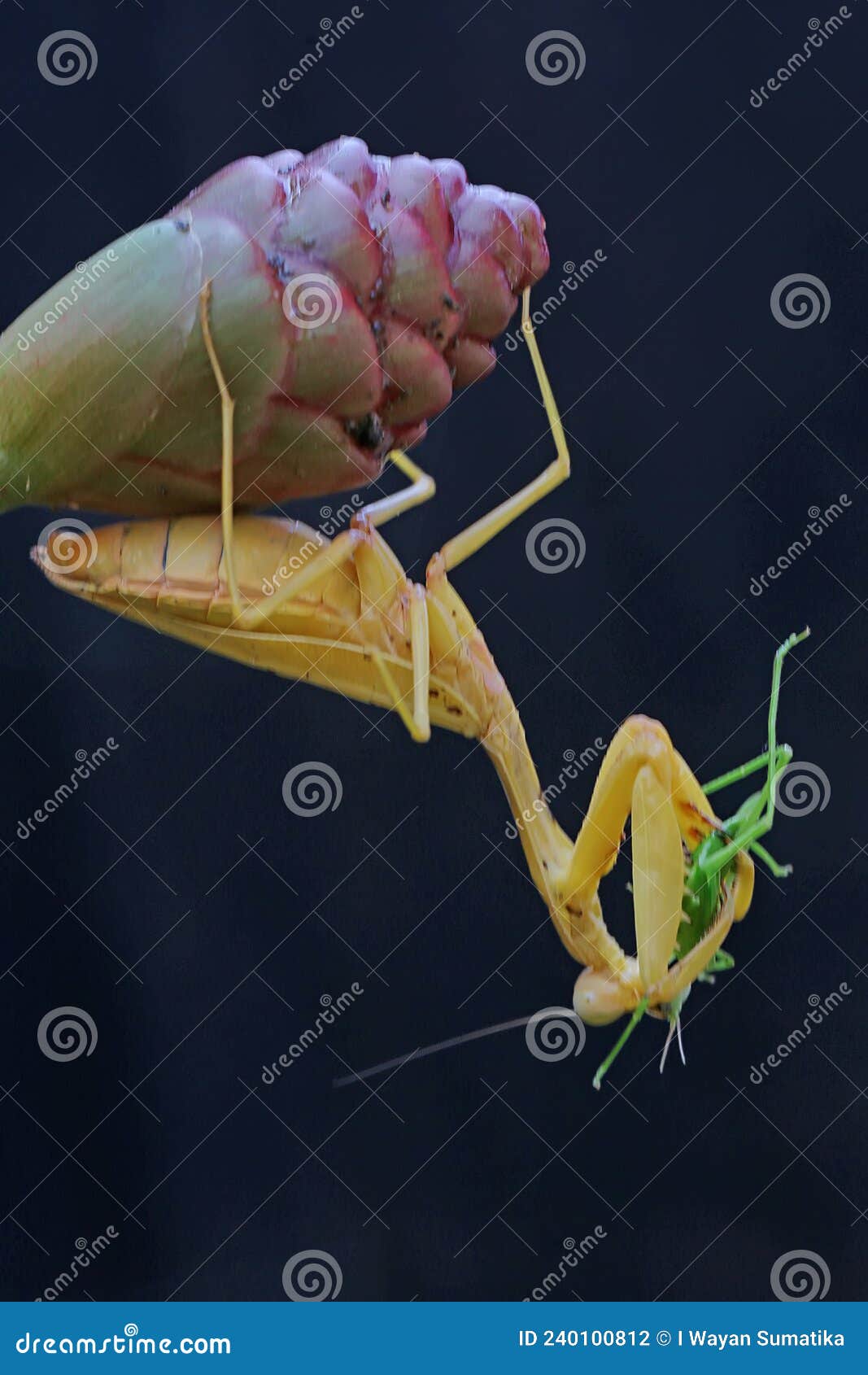 a yellow praying mantis is eating a green grasshopper in a wild flower.